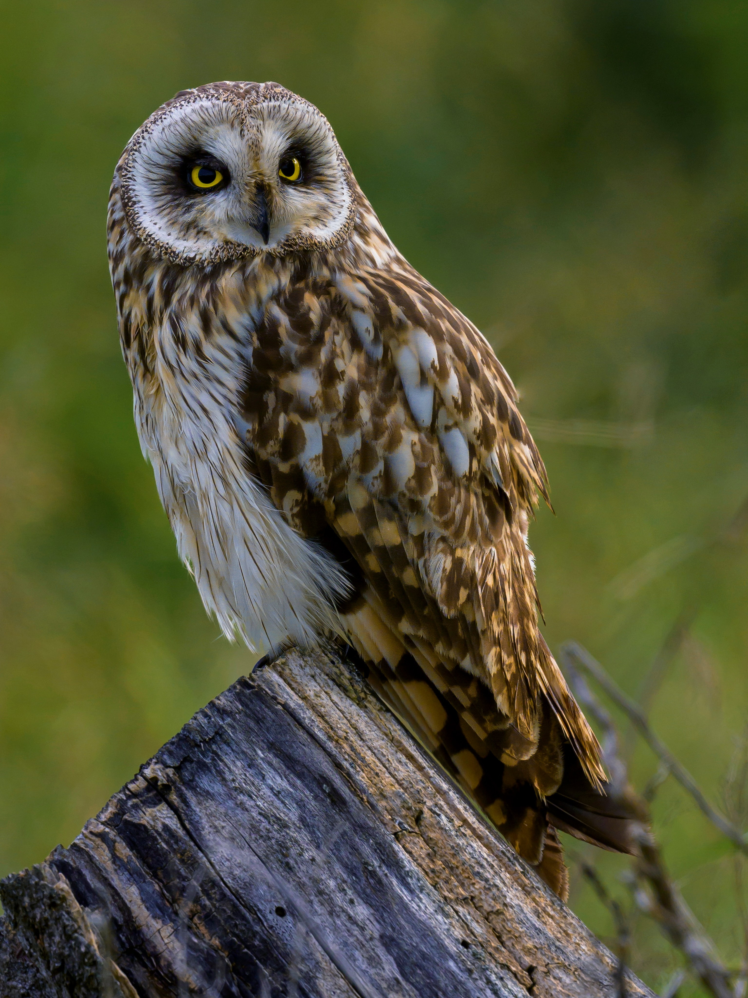 Охота совы. Wildlife photography by Sergey Puponin