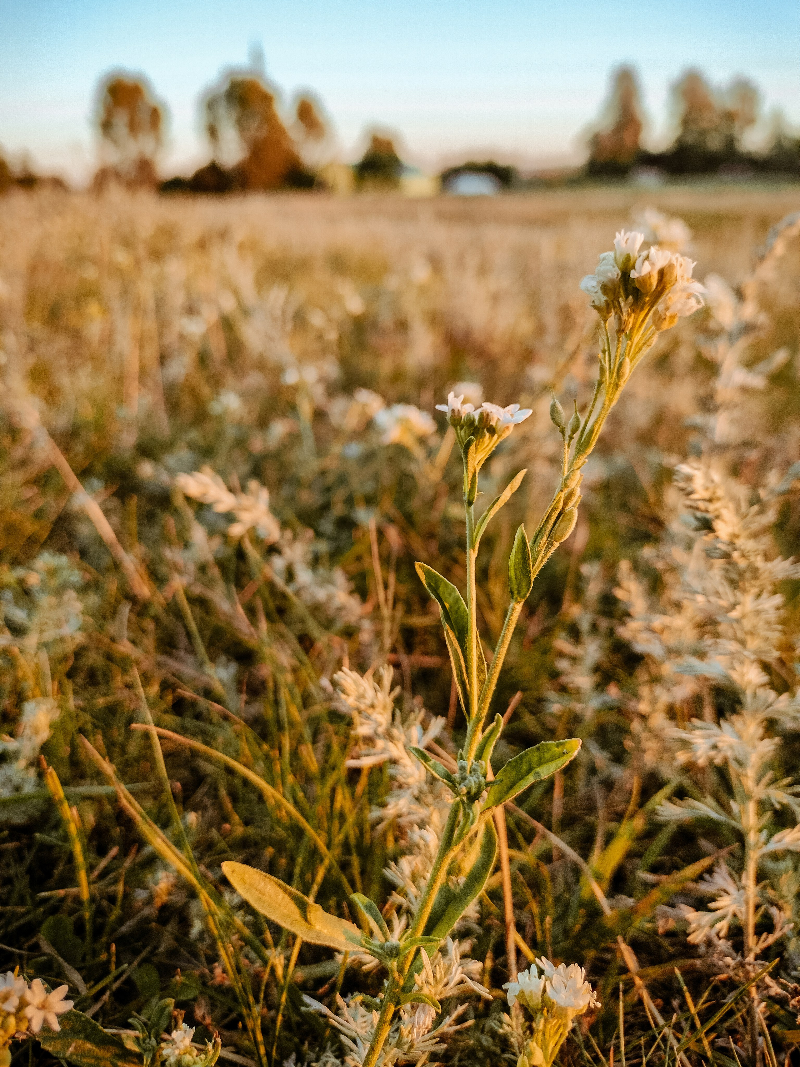 Чакра 2024. Фотограф Старый Оскол Мавлыга Мария