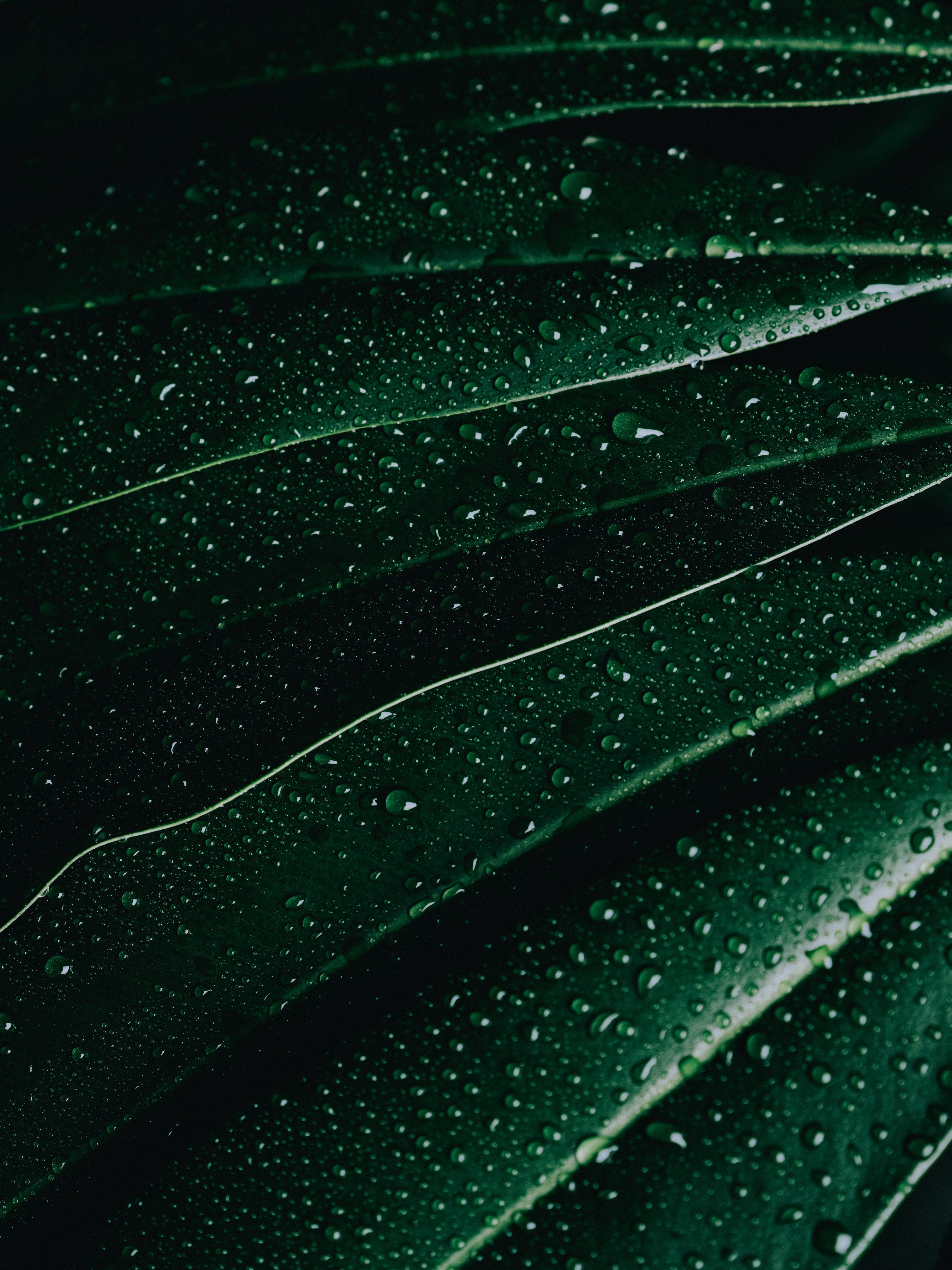 Фотостудия-оранжерея в Краснодаре ЖК Сердце