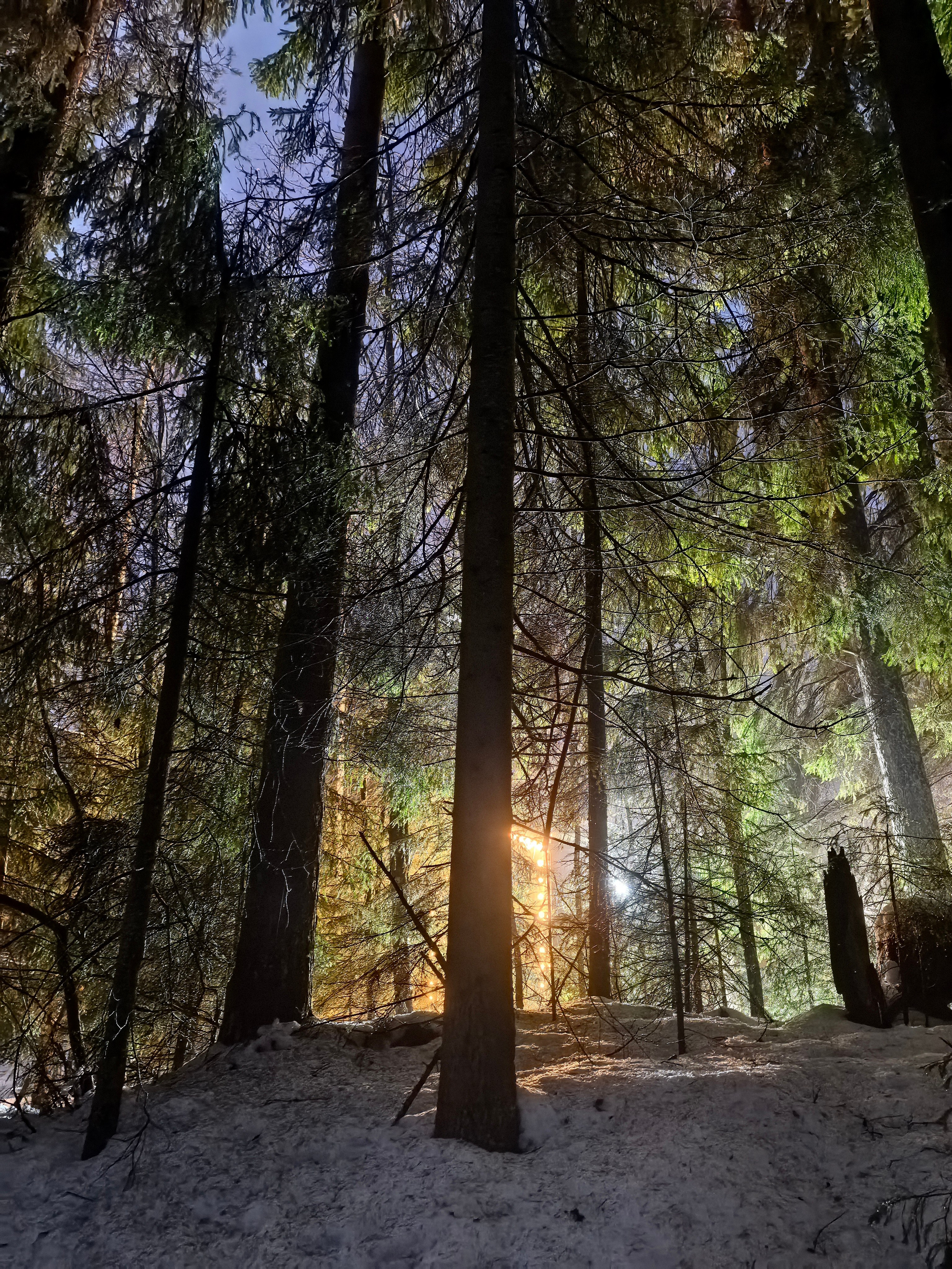 сосновый лес, дом в Карелии