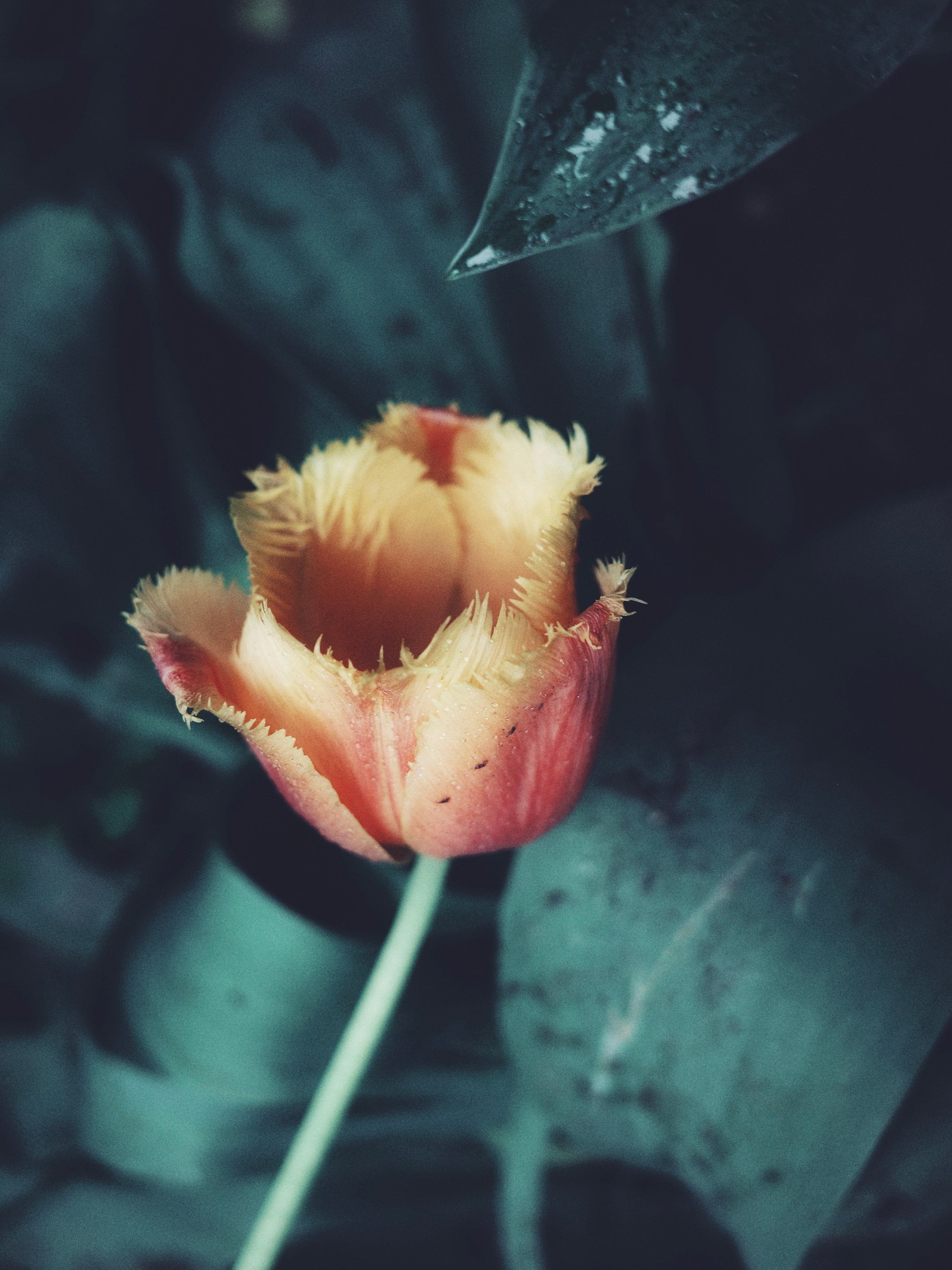 Купить. Пылина Ирина — современная фотография