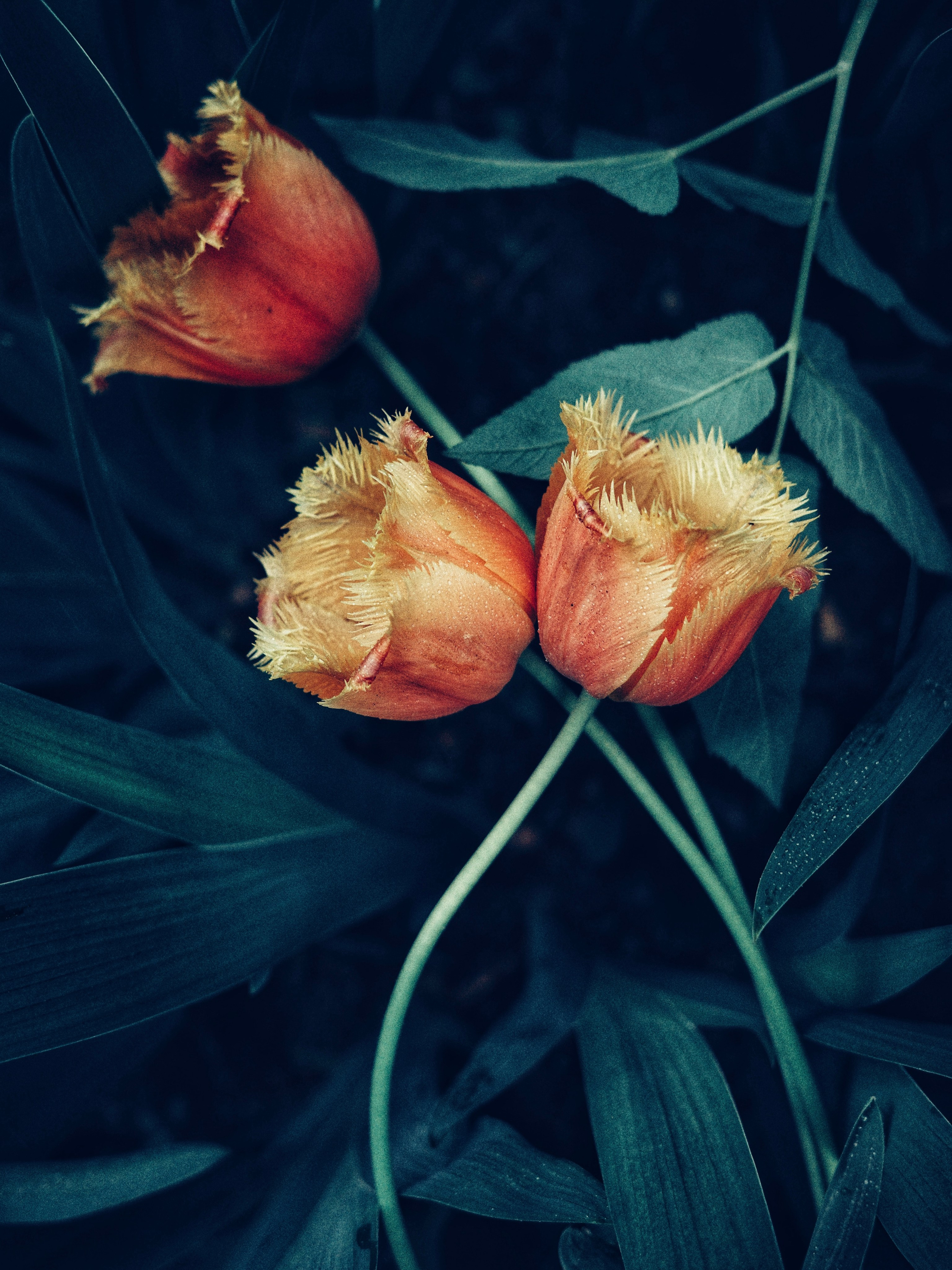 Купить. Пылина Ирина — современная фотография