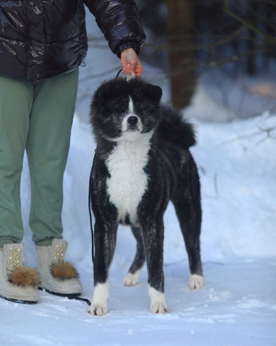 Male. Kennel Akita inu