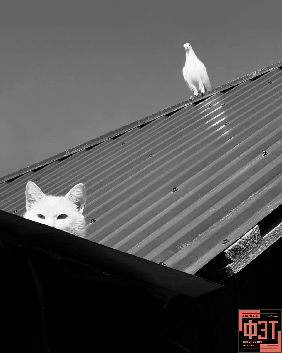 Альбом 29.03.26 в рамках ФЭТ