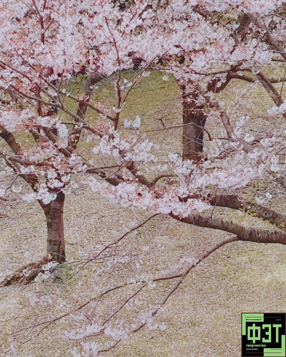 Альбом 12.04.26 в рамках ФЭТ