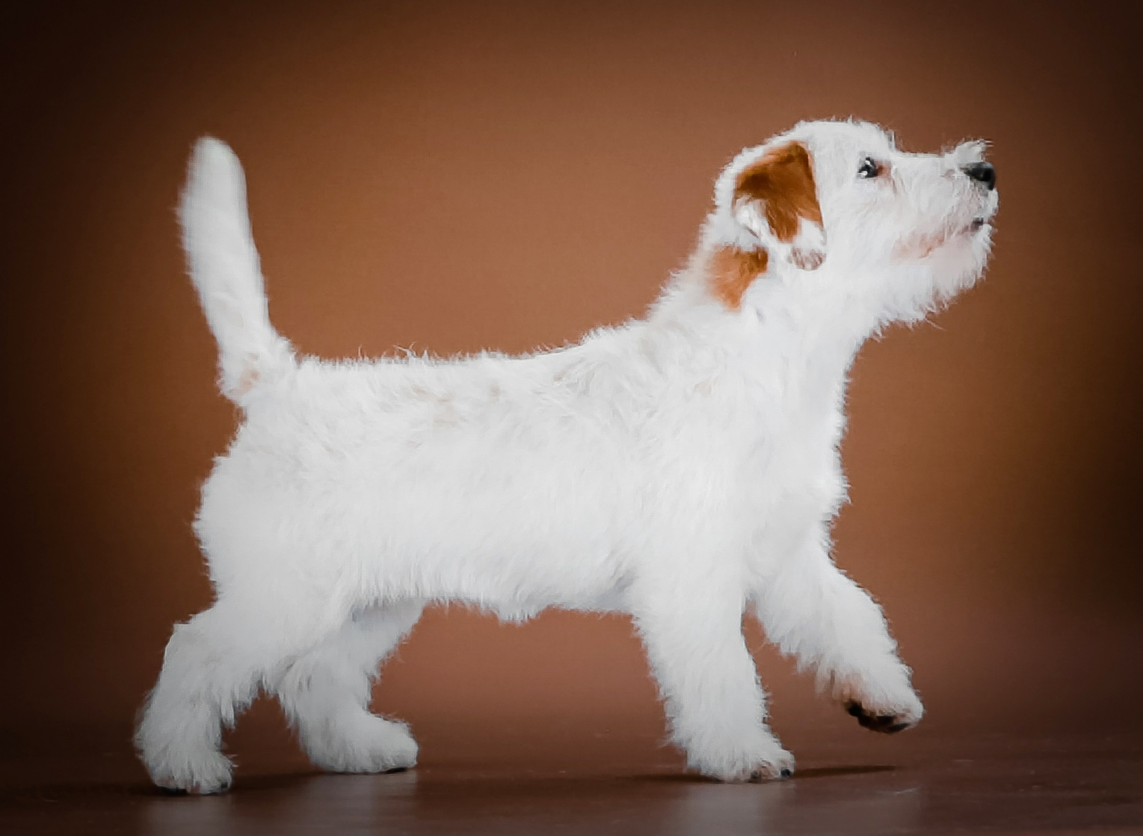 Страница помета жесткошерстных щенков джек рассел терьера. КАНЕ МАЭСТРО — питомник Джек рассел терьеров