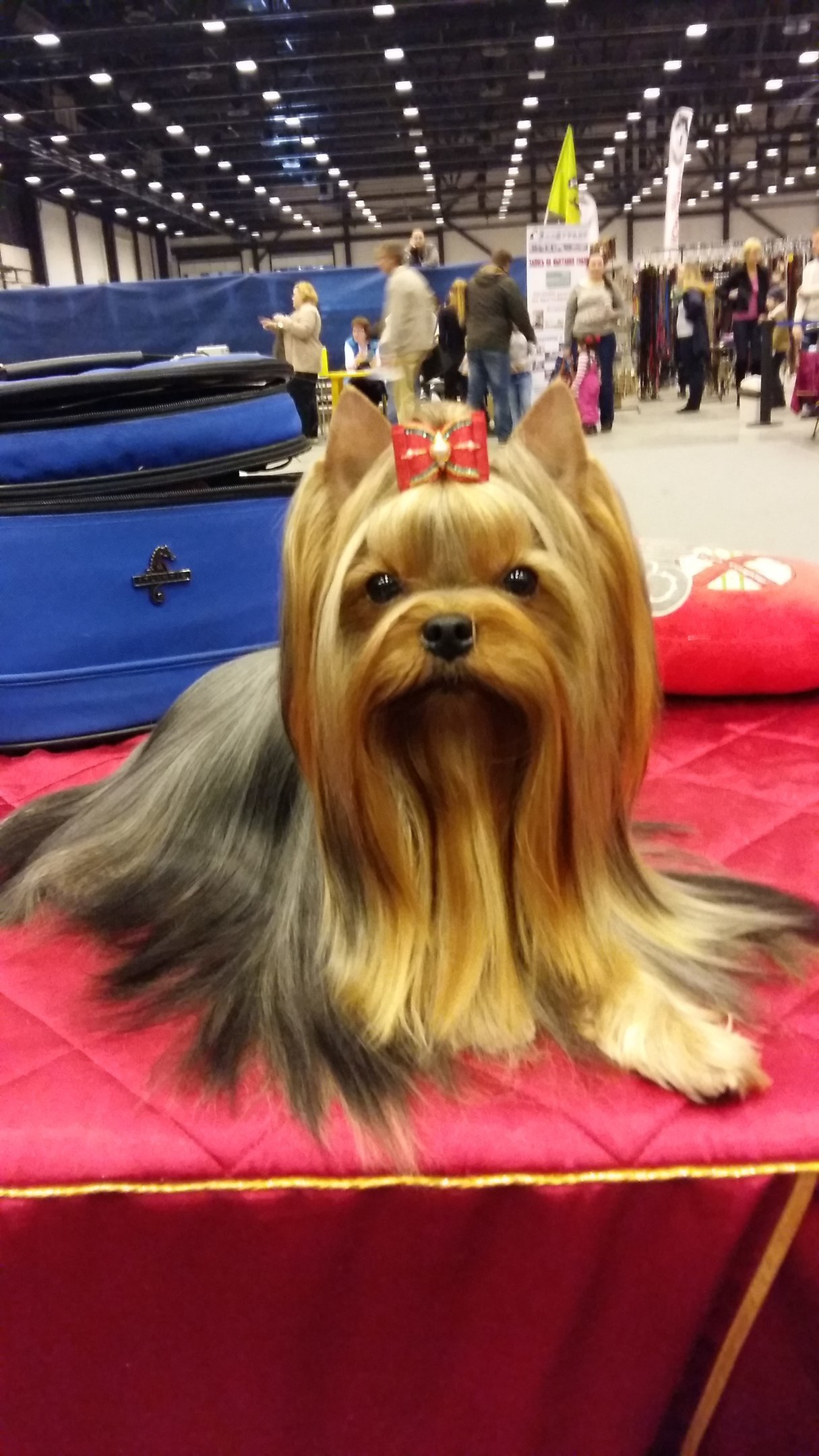 2016 г Результаты выставок. Питомник Йоркширских терьеров Дэнстайл в Санкт-Петербурге заводчик Тих