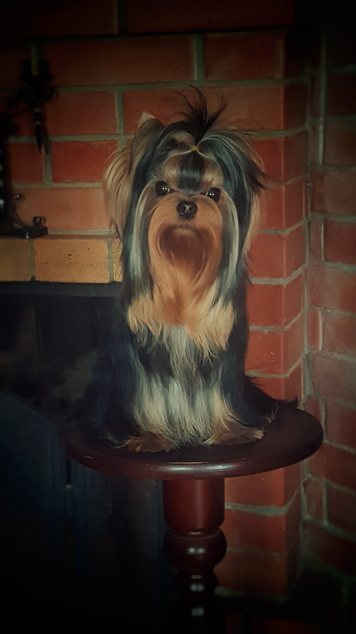 ДЭНСТАЙЛ ЯНА. Питомник Йоркширских терьеров Дэнстайл в Санкт-Петербурге заводчик Тих