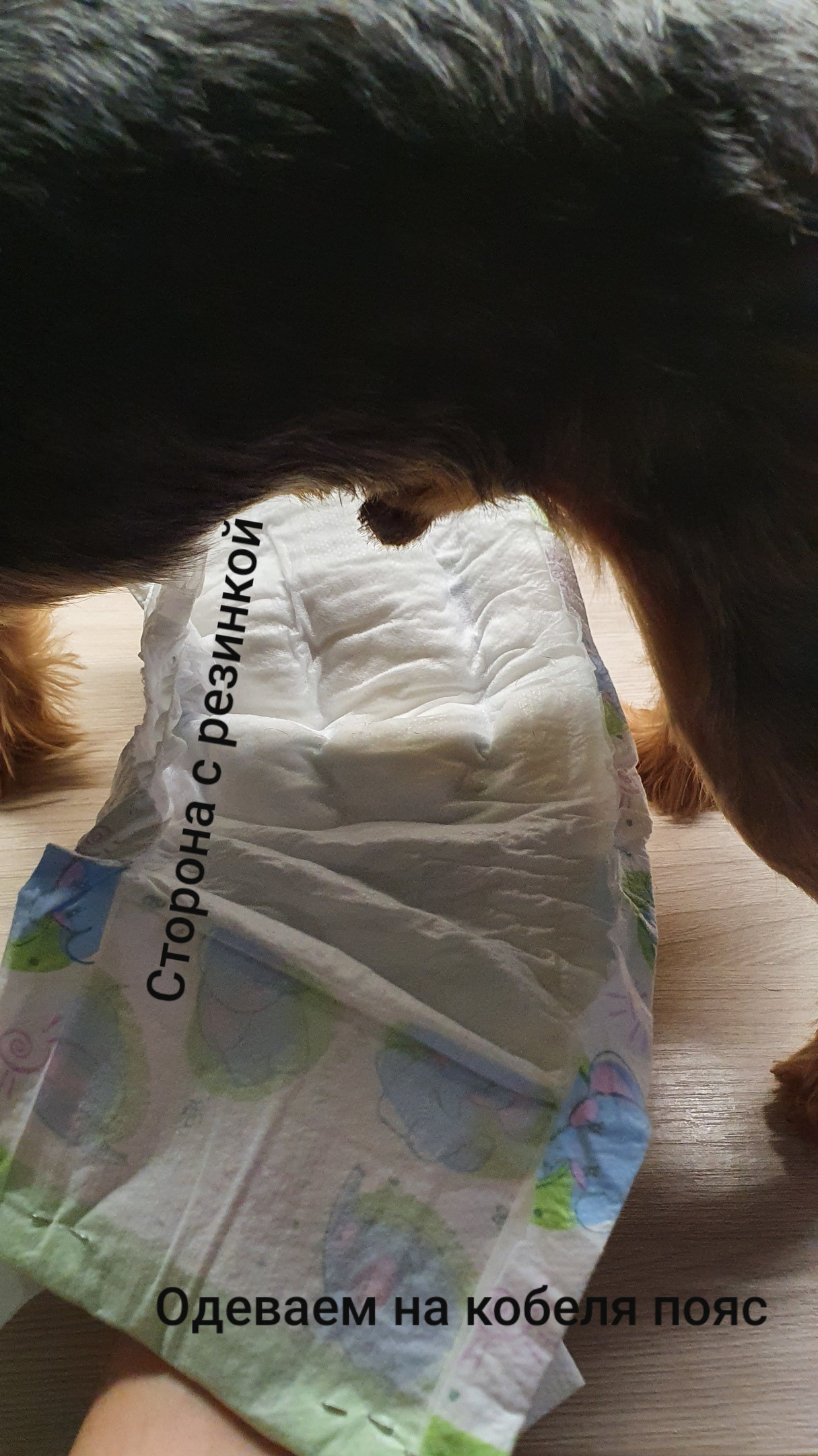 Если кобель стал метить, то можно сделать пояс из детских памперсов!. Питомник Йоркширских терьеров Дэнстайл в Санкт-Петербурге заводчик Тих