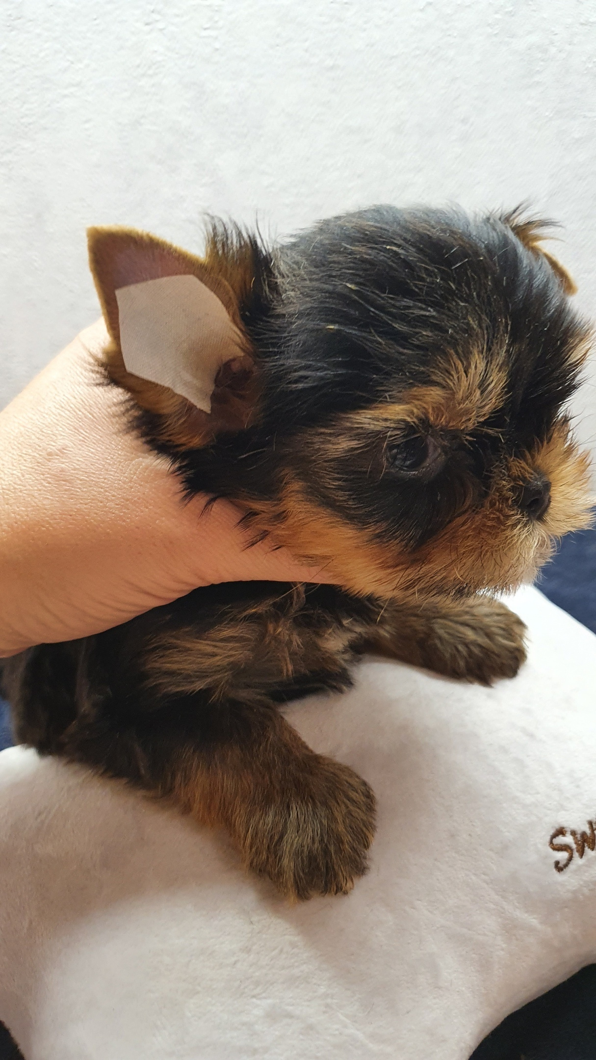 Как приклеить уши щенку Йоркширского Терьера. Питомник Йоркширских терьеров Дэнстайл в Санкт-Петербурге заводчик Тих