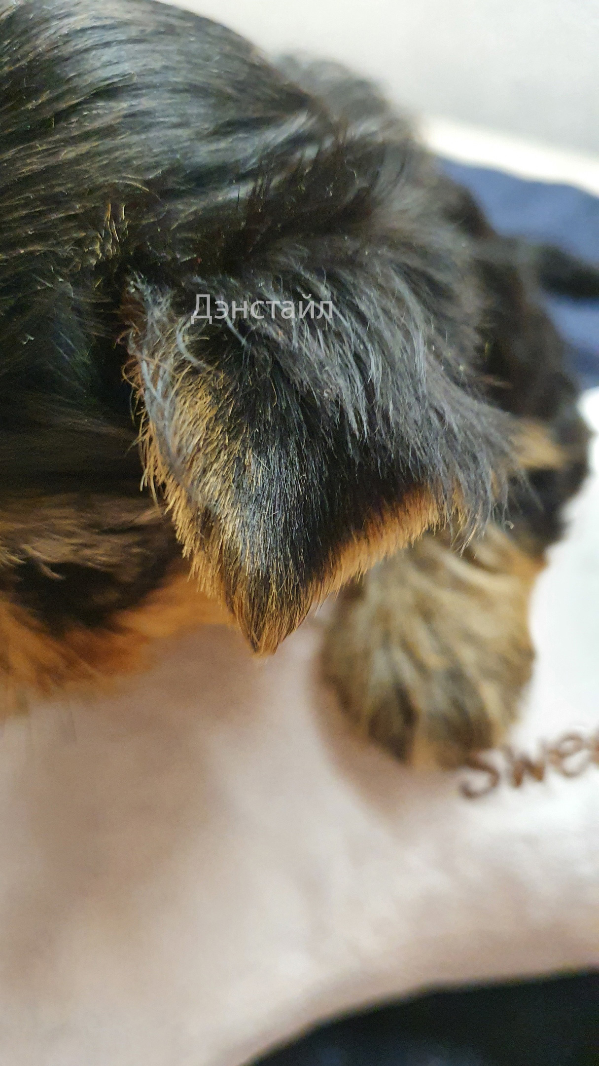 Как приклеить уши щенку Йоркширского Терьера. Питомник Йоркширских терьеров Дэнстайл в Санкт-Петербурге заводчик Тих