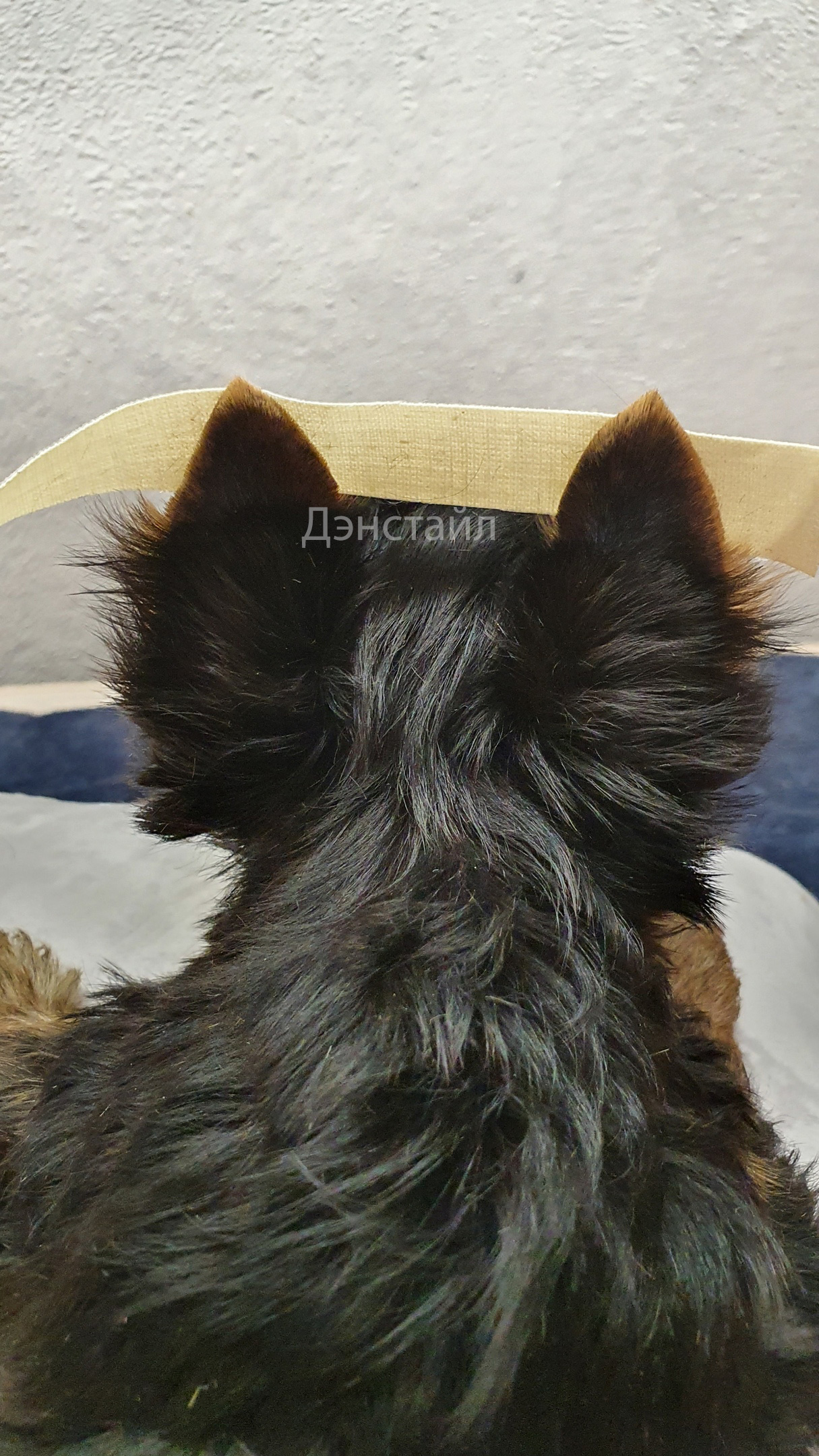 Как приклеить уши щенку Йоркширского Терьера. Питомник Йоркширских терьеров Дэнстайл в Санкт-Петербурге заводчик Тих