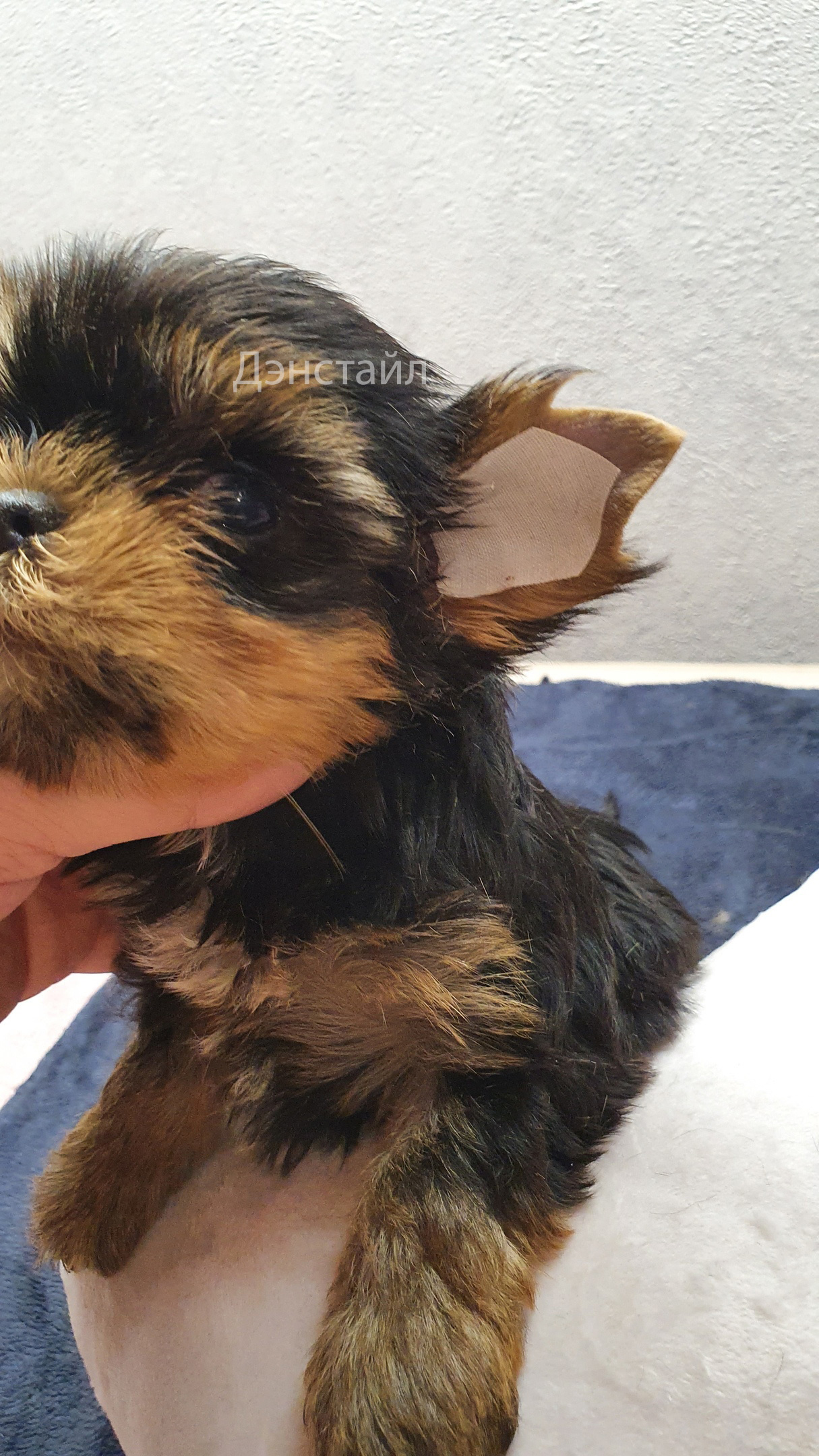 Как приклеить уши щенку Йоркширского Терьера. Питомник Йоркширских терьеров Дэнстайл в Санкт-Петербурге заводчик Тих