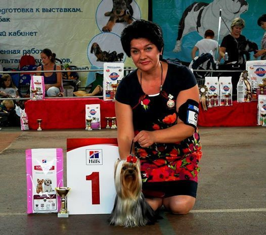 2016 г Результаты выставок. Питомник Йоркширских терьеров Дэнстайл в Санкт-Петербурге заводчик Тих