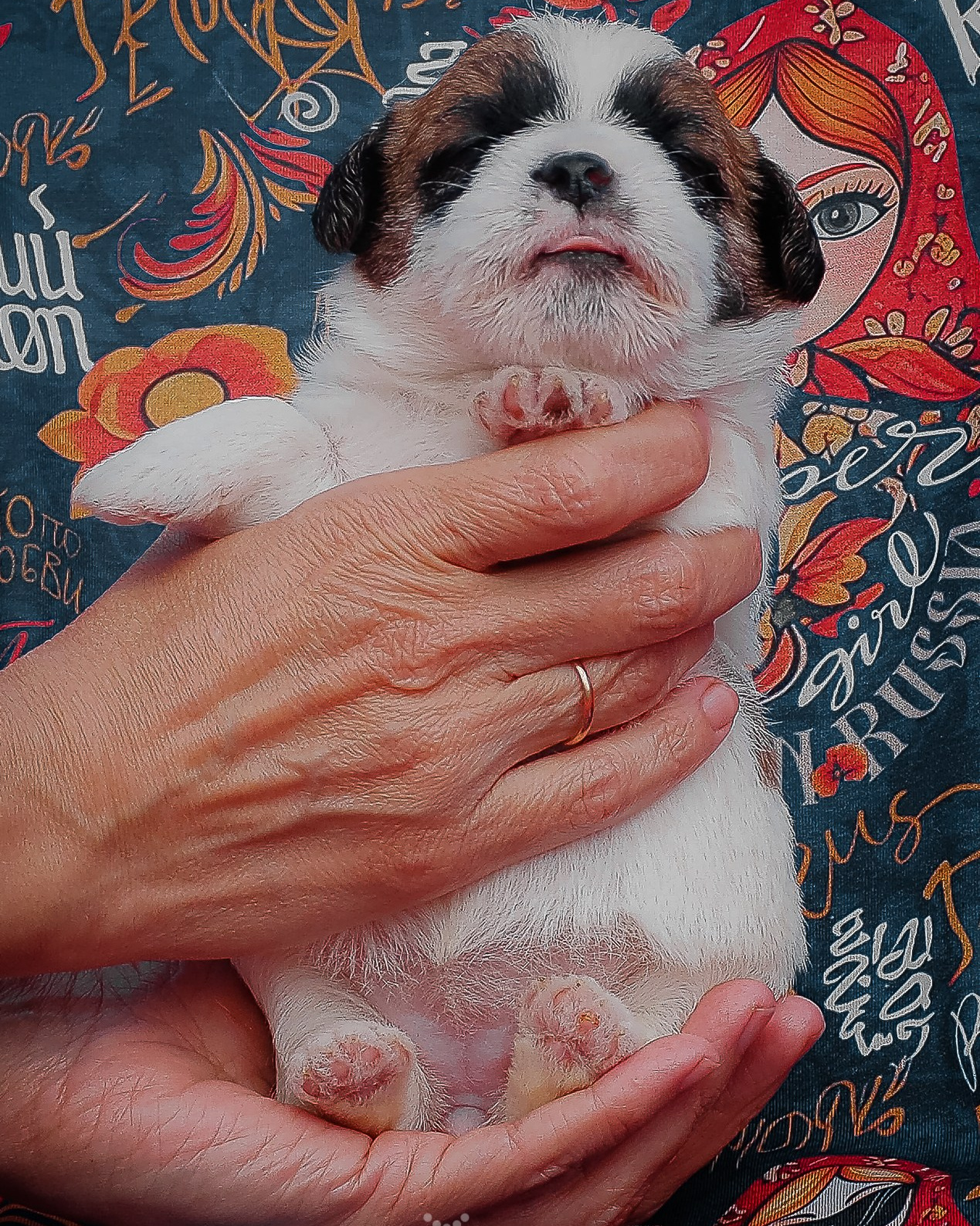 LITTER «В» 23/04/2026. CANE MAESTRO — kennel Jack Russell Terrier