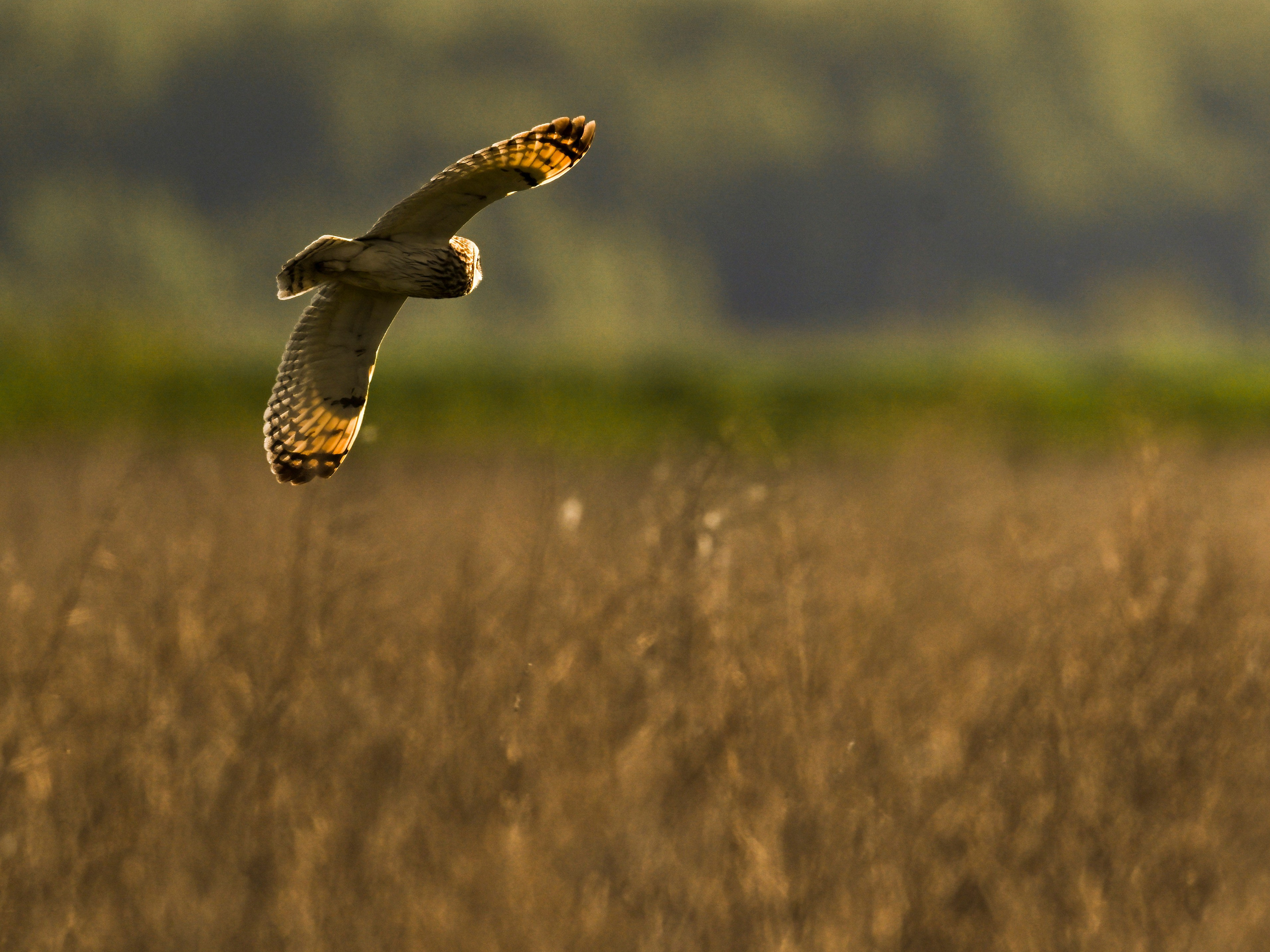Драки лысух и лунь. Фотограф Сергей Пупонин
