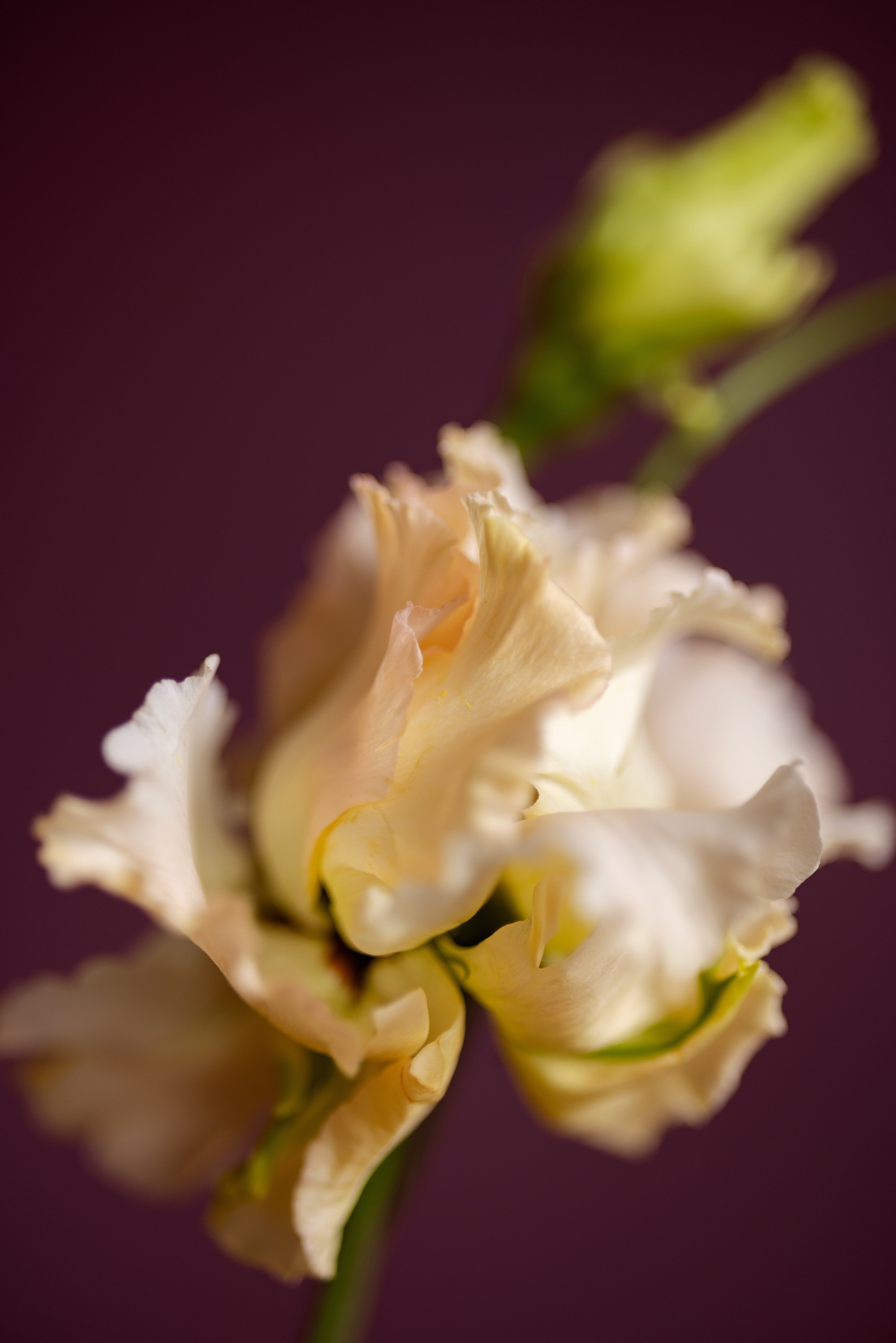Floral Portraits. Author’s fine art prints with international delivery