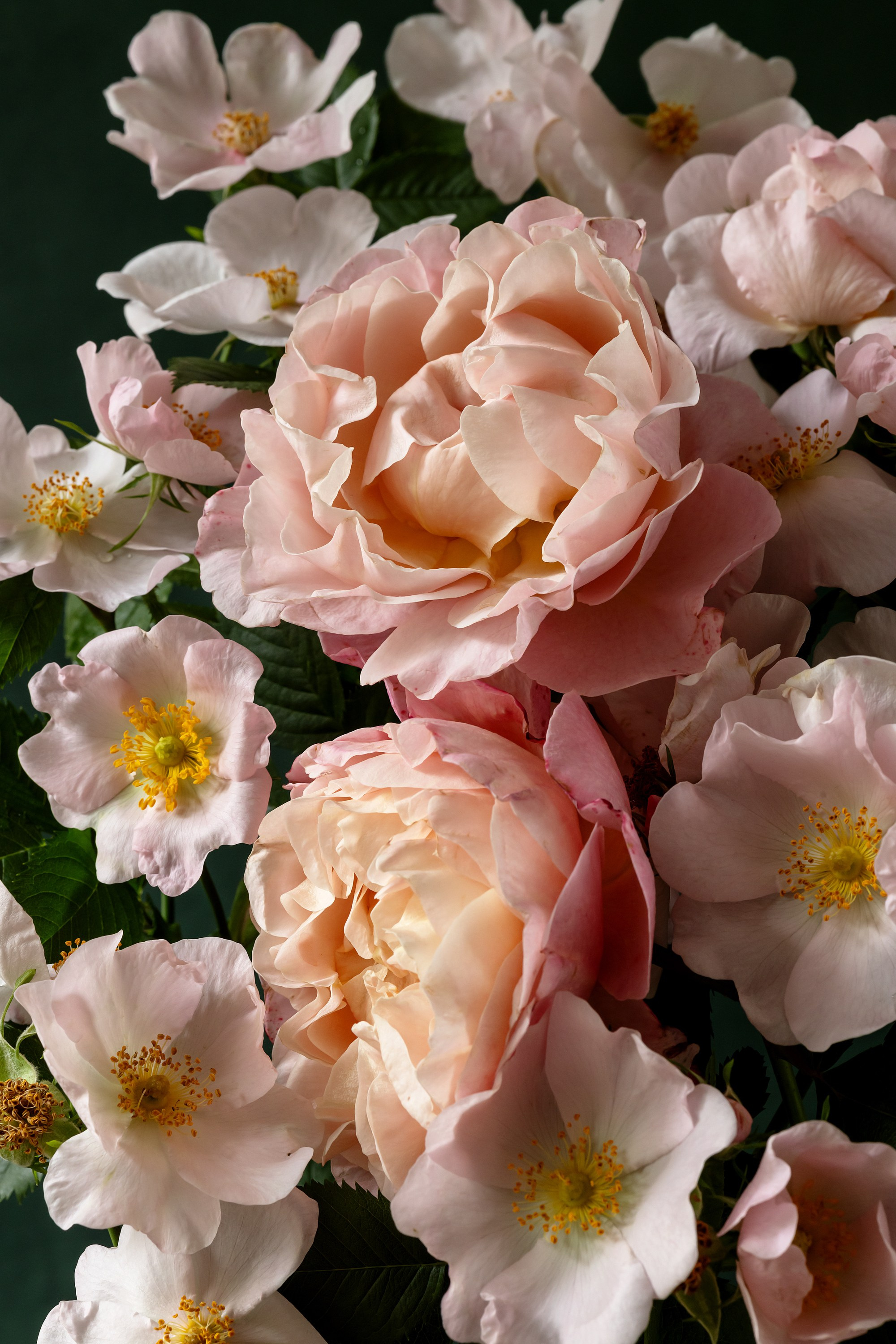 Botanical Still Lifes. Author’s fine art prints with international delivery