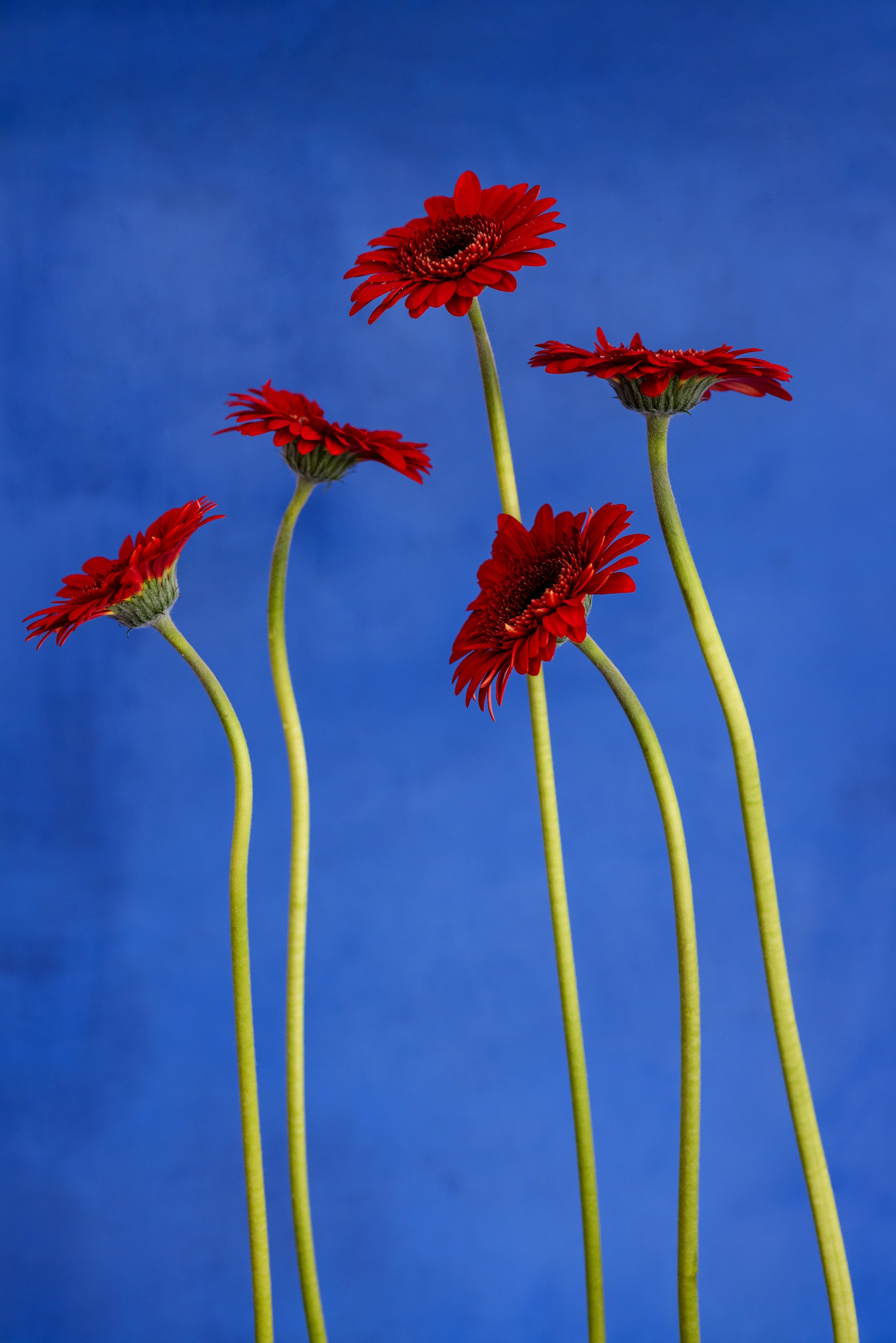 Botanical Still Lifes. Author’s fine art prints with international delivery