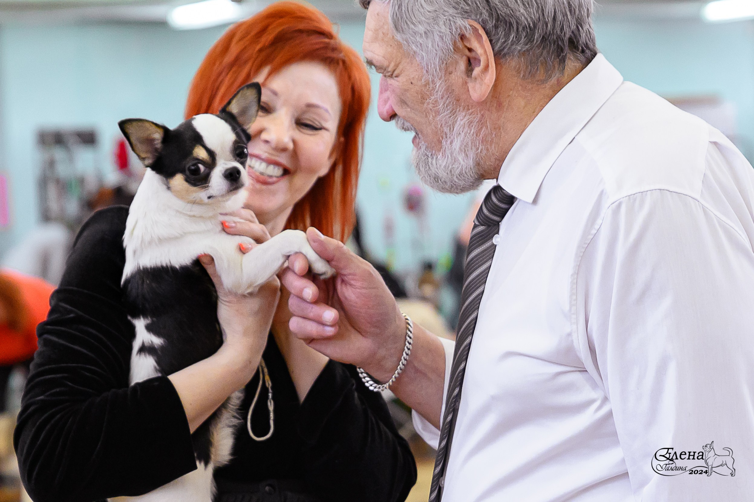 ✨Услуги. Фотограф анималист Елена Галдина г. Красноярск