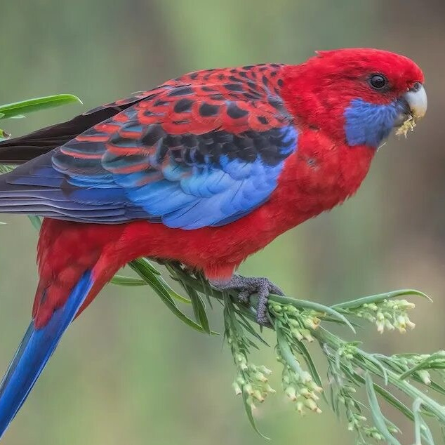 Горная розелла с красно-синим оперением в зоопарке