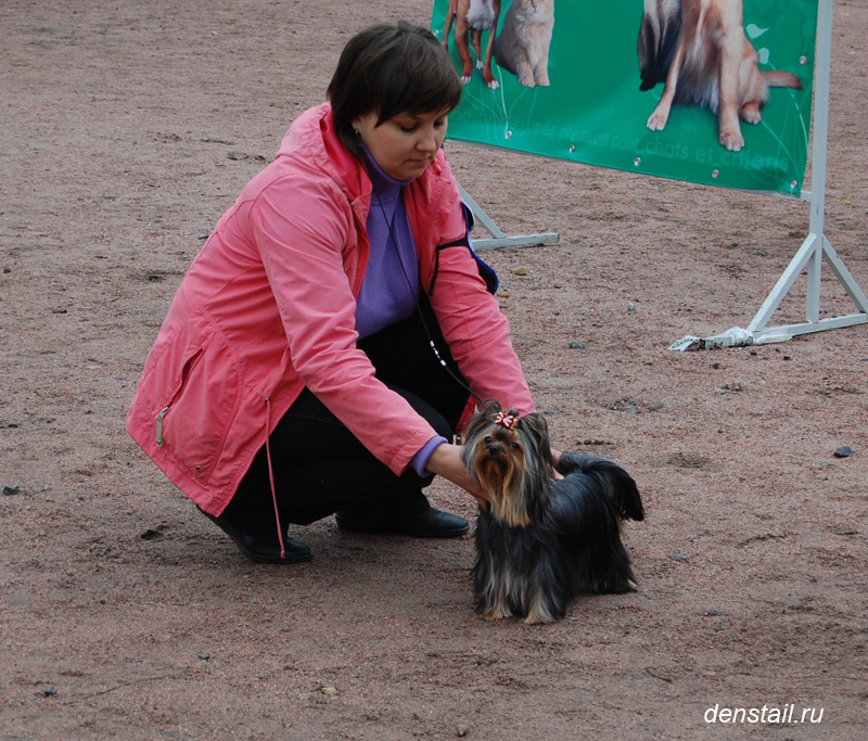 2011-2012 г Результаты выставок. Питомник Йоркширских терьеров Дэнстайл в Санкт-Петербурге заводчик Тих