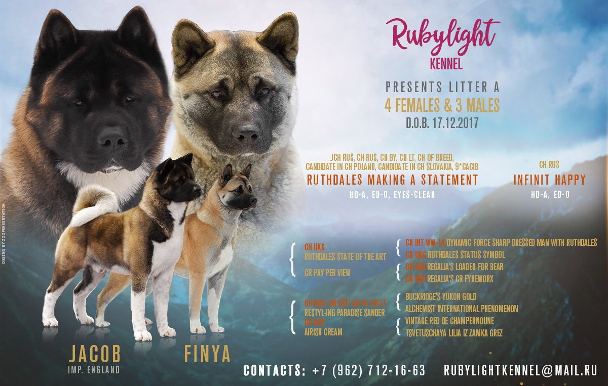 ПОМЕТЫ американских акит. AMERICAN AKITA RUBYLIGHT KENNEL I SHIBA-INU