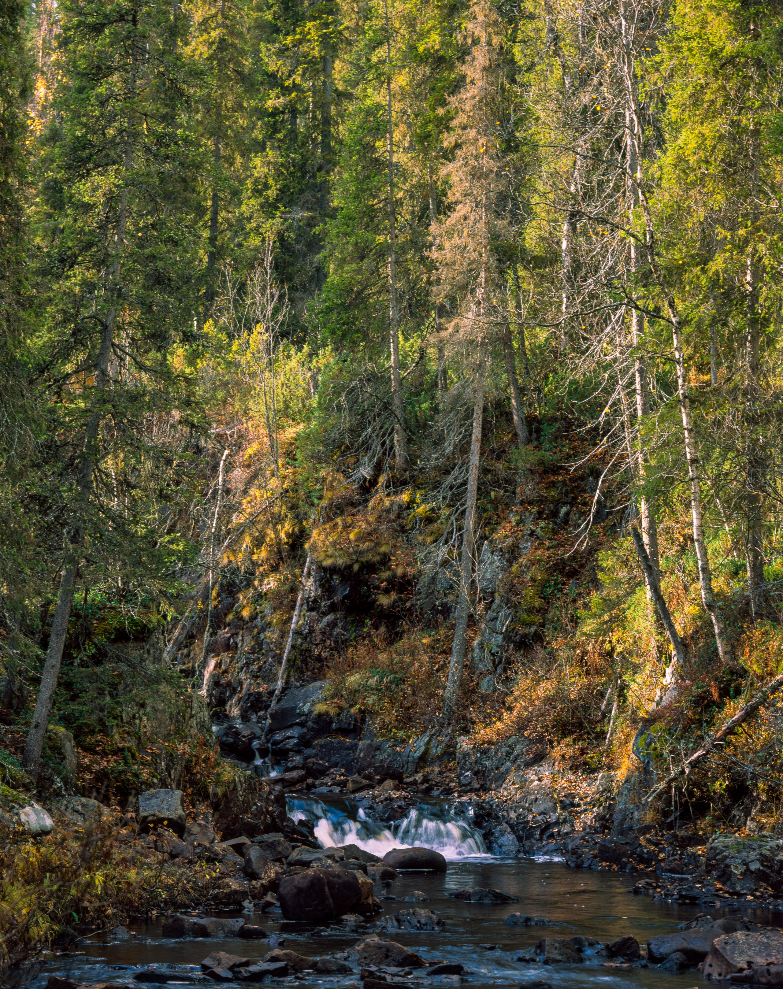Знаменательный день. Северные Ночи