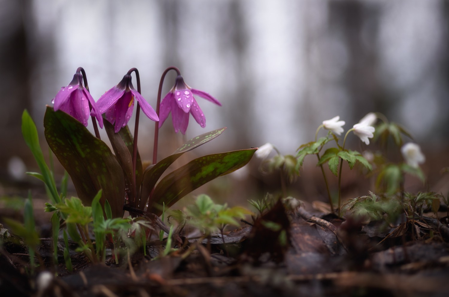 Кандык сибирский: живой реликт. Профессиональный пейзажный фотограф Алёна Рубан
