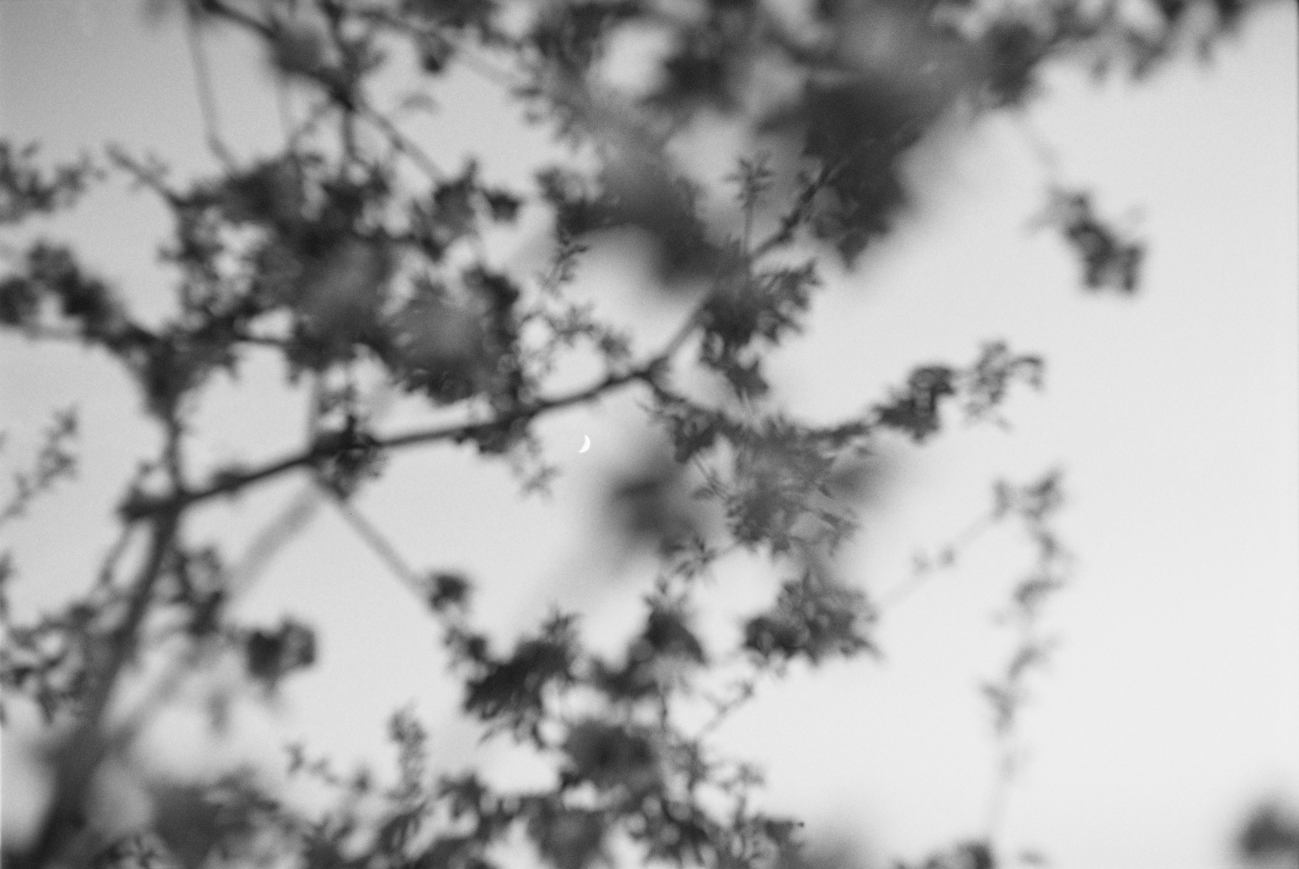 Круг жизни. Пылина Ирина — современная фотография