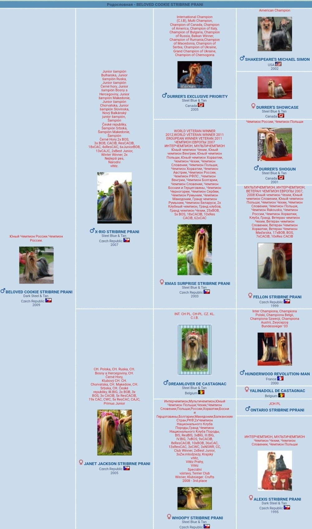 Beloved Cookie Stribrne Prani. Питомник Йоркширских терьеров Дэнстайл в Санкт-Петербурге заводчик Тих