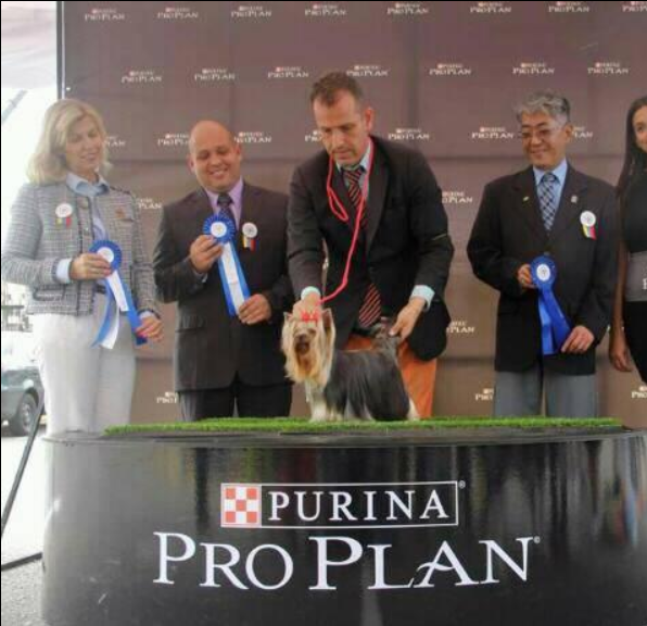 2019 г Результаты выставок. Питомник Йоркширских терьеров Дэнстайл в Санкт-Петербурге заводчик Тих