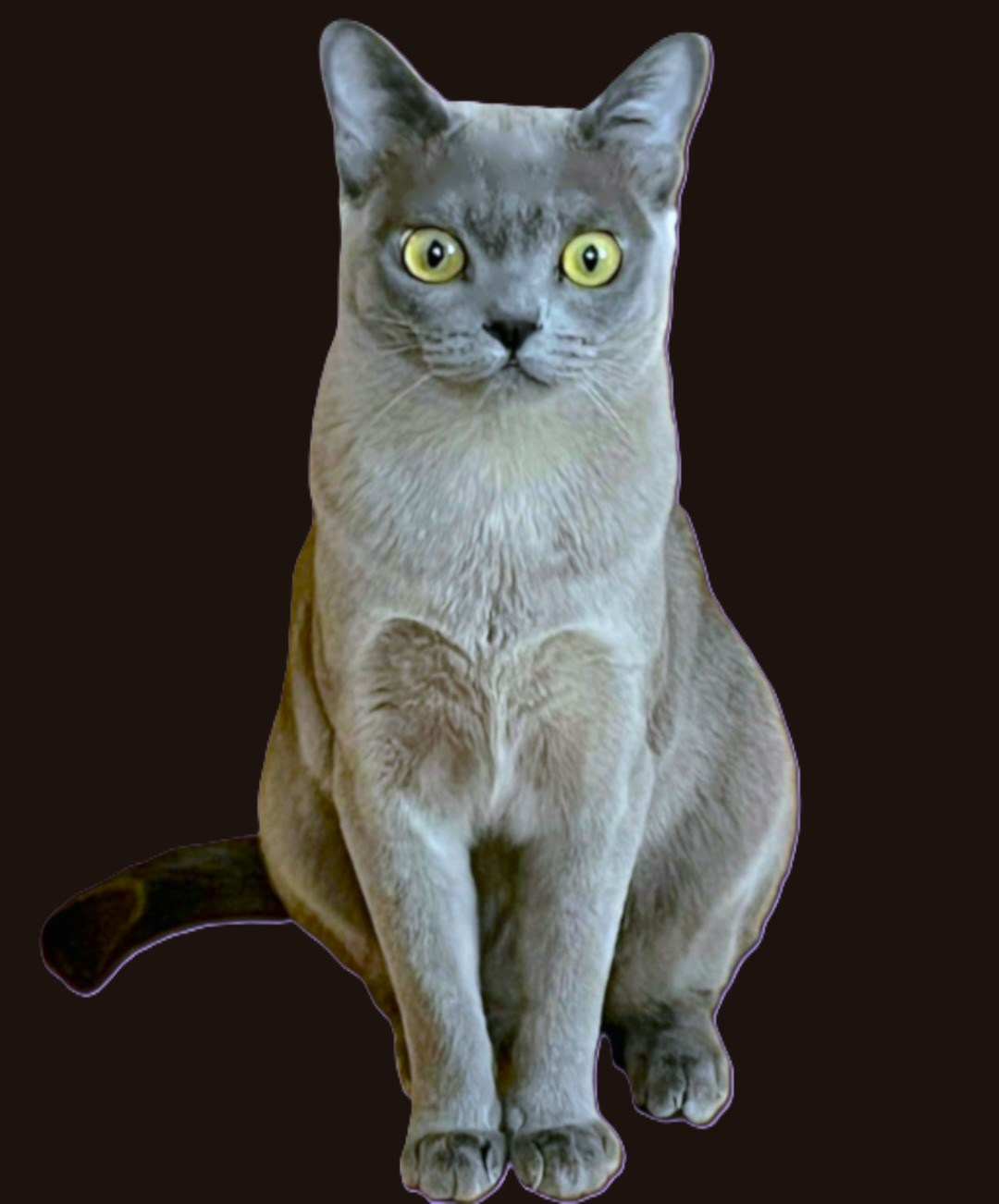 Котёнок американской бурмы. Las Burmas — питомник американской бурмы традиционных линий