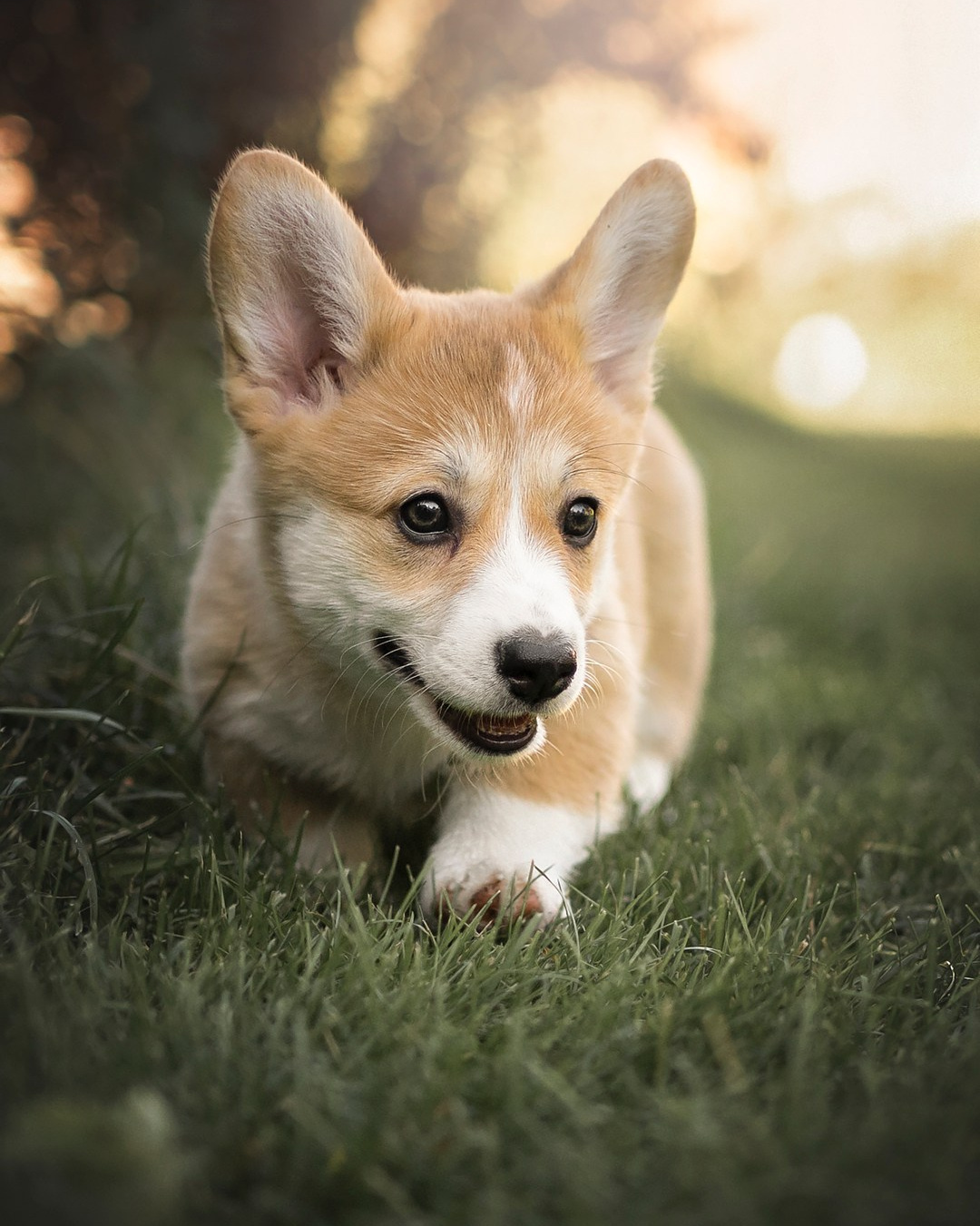 Услуги фотографа-анималиста в Санкт-Петербурге | Александра Пугачёва. Фотограф-анималист в Санкт-Петербурге Пугачёва Александра