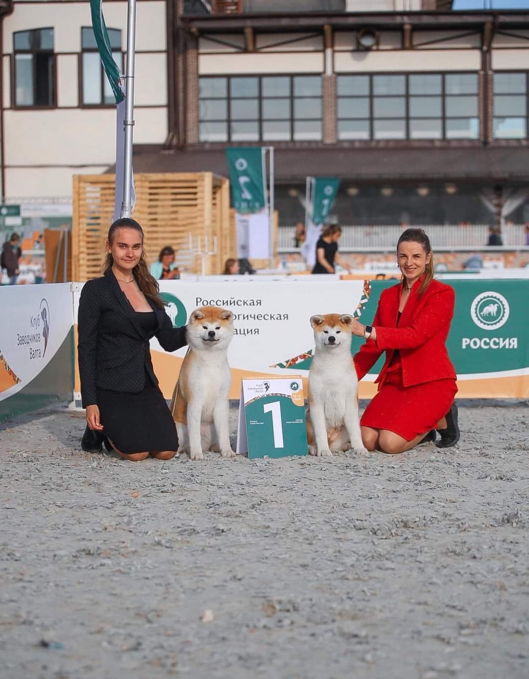 Dog Shows. Kennel Akita inu