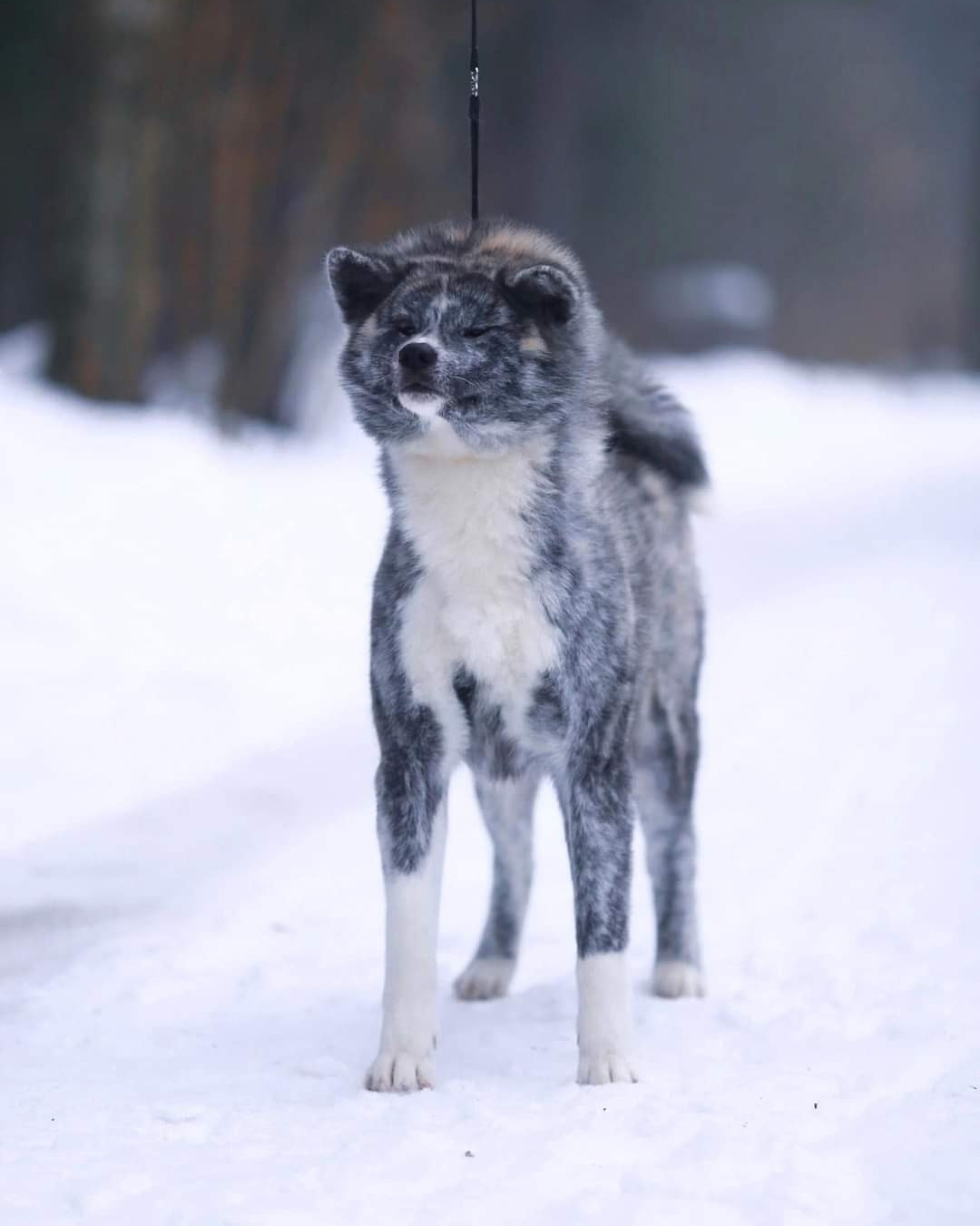 Female. Kennel Akita inu