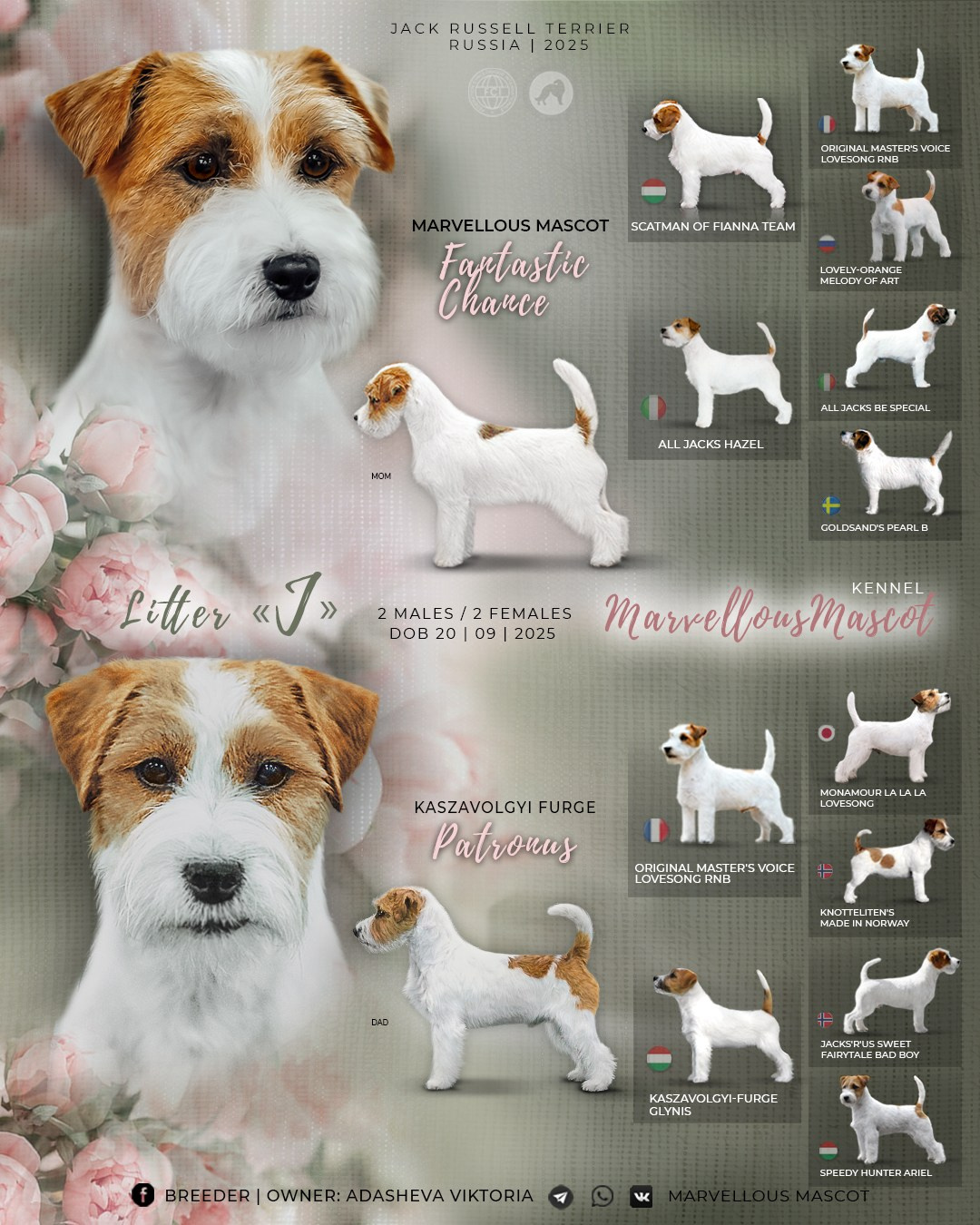 ЩЕНКИ ИЗ ДРУЖЕСТВЕННЫХ ПИТОМНИКОВ. КАНЕ МАЭСТРО — питомник Джек рассел терьеров