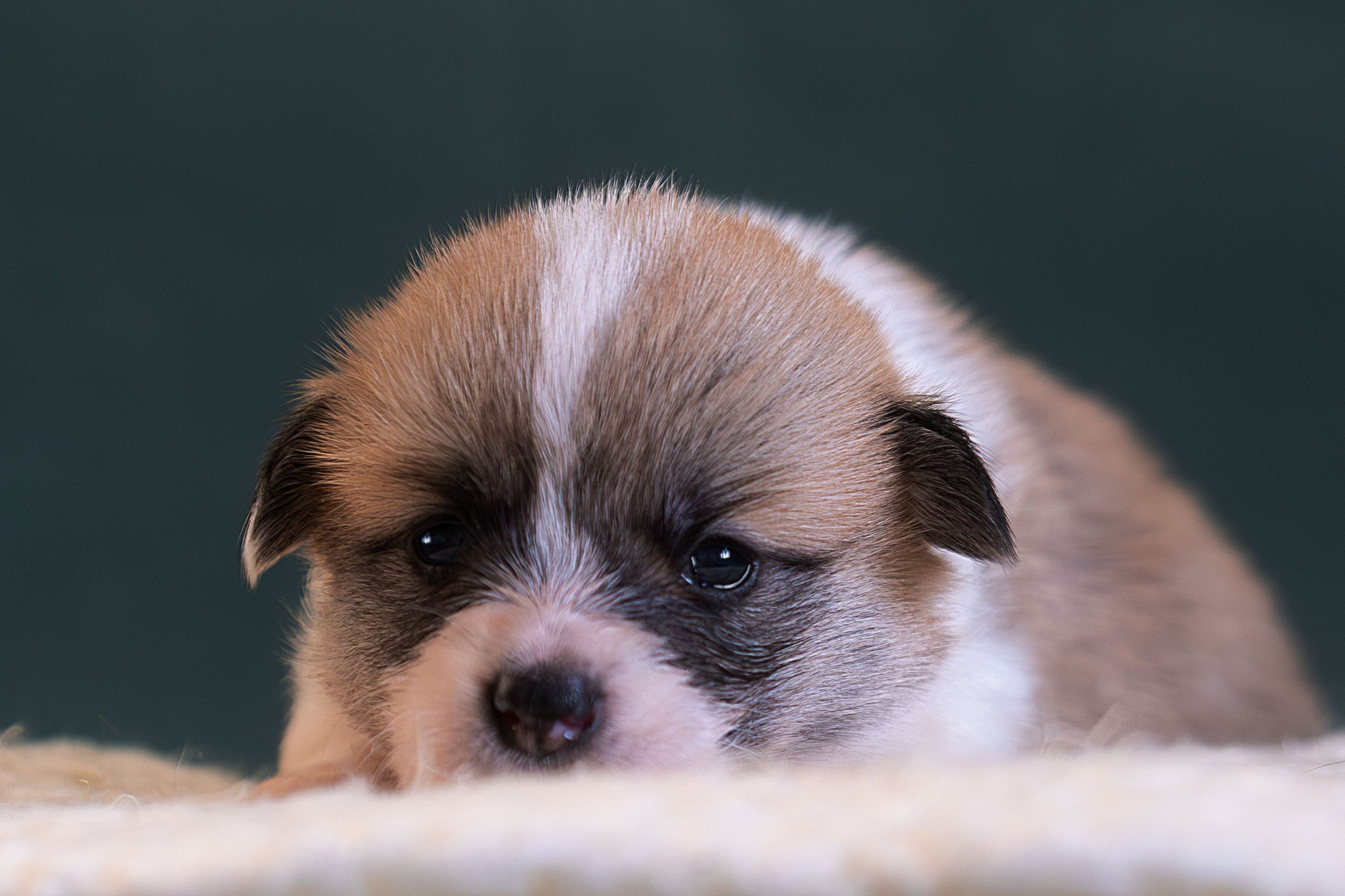 Купить щенка вельш корги кардиган из питомника Ice Fantasy. Ice Fantasy kennel: professional breeding of Siberian huskies and wels