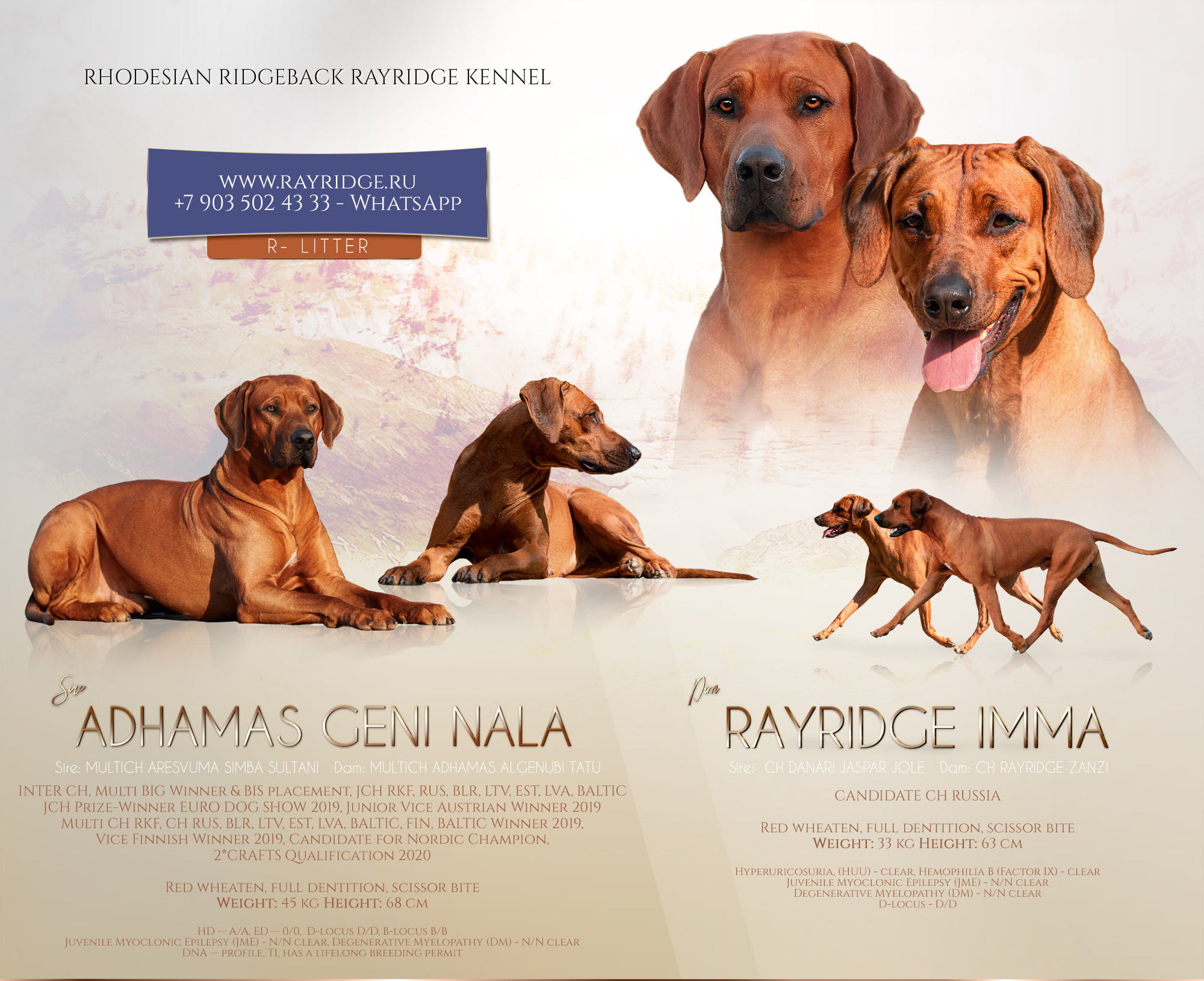 Планируемые пометы родезийского риджбека Adhamas Geni Nala (Алана). Rhodesian ridgeback Adhamas Geni Nala