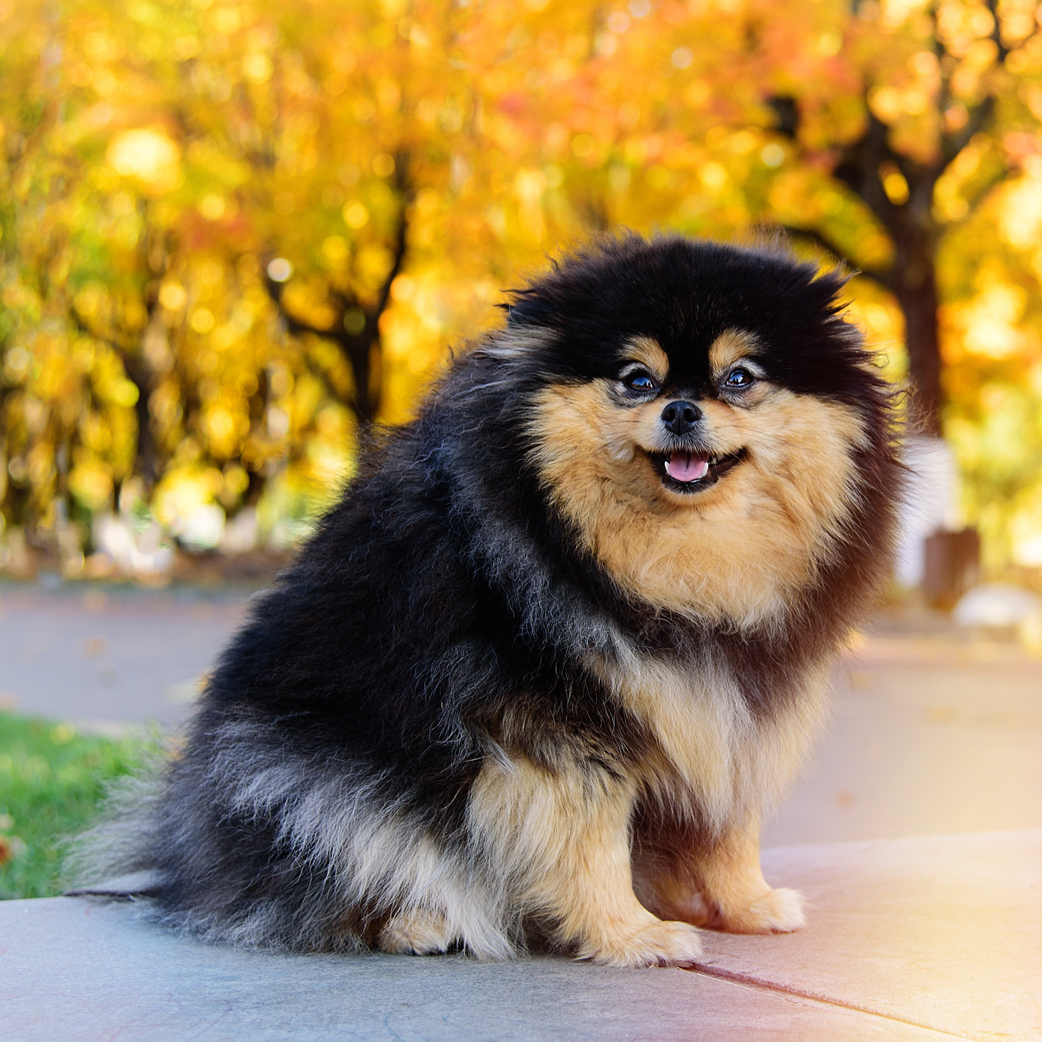 АРЕНДА ЖИВОТНЫХ. Фотограф беременности и новорожденных малышей Анастасия Никитина