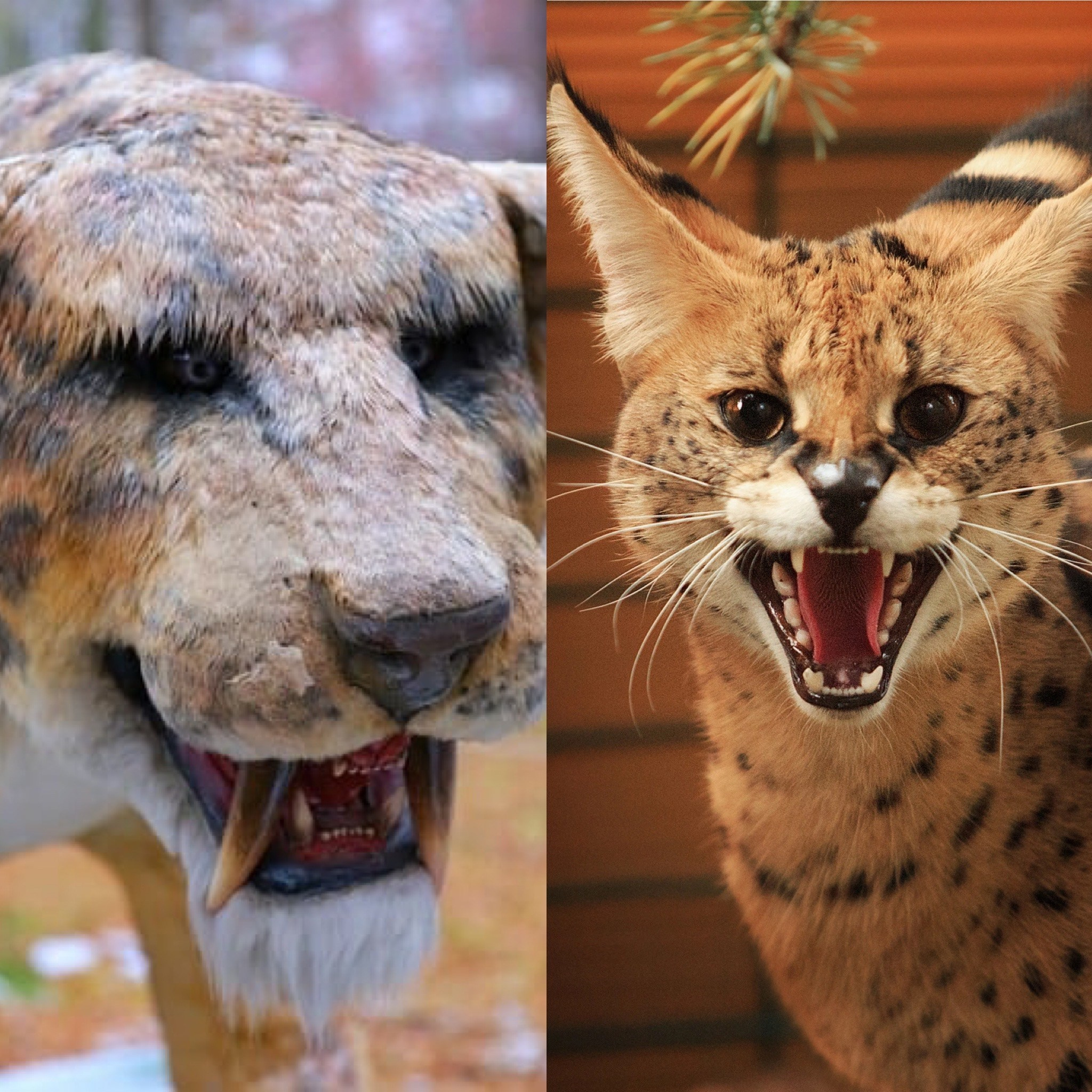 Новости зоопарка Лесная Братва в Екатеринбурге