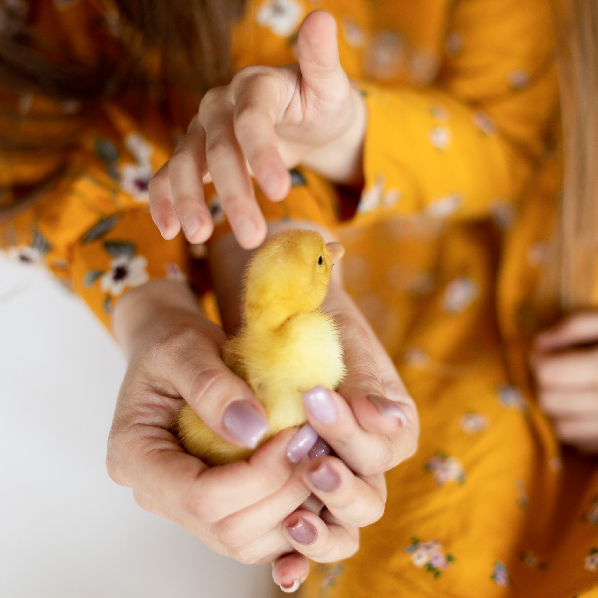 Детские фотосессии с утятами в Железнодорожном и Балашихе