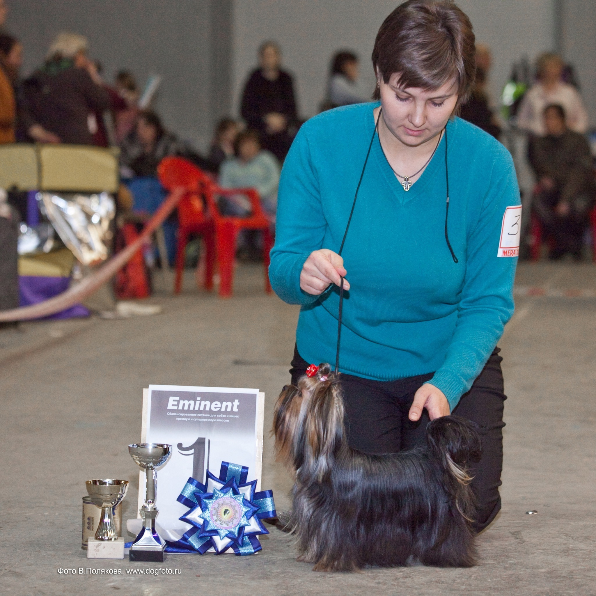 Dare To Dream Stribrne Prani. Питомник Йоркширских терьеров Дэнстайл в Санкт-Петербурге заводчик Тих
