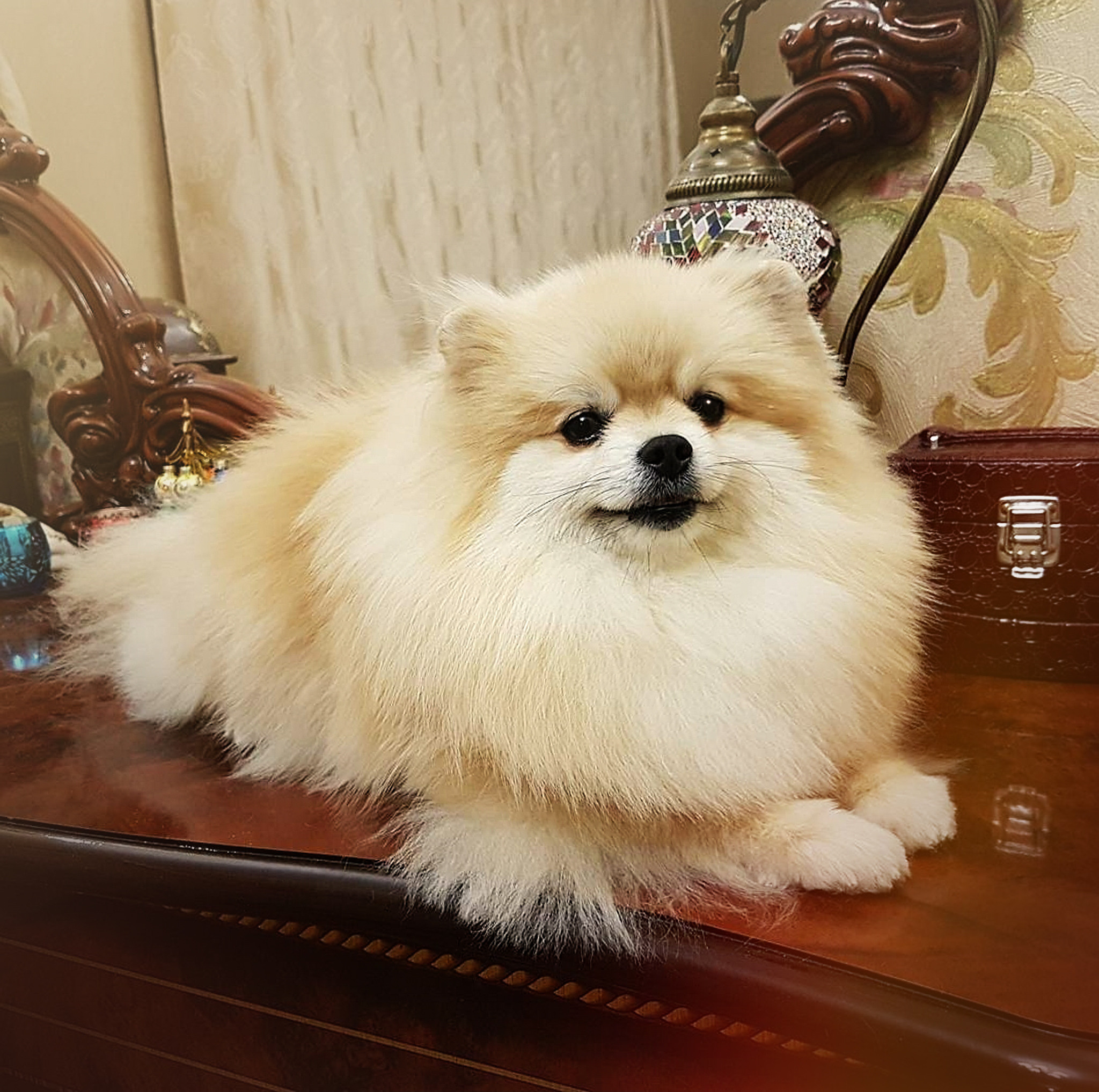 АРЕНДА ЖИВОТНЫХ. Фотограф беременности и новорожденных малышей Анастасия Никитина