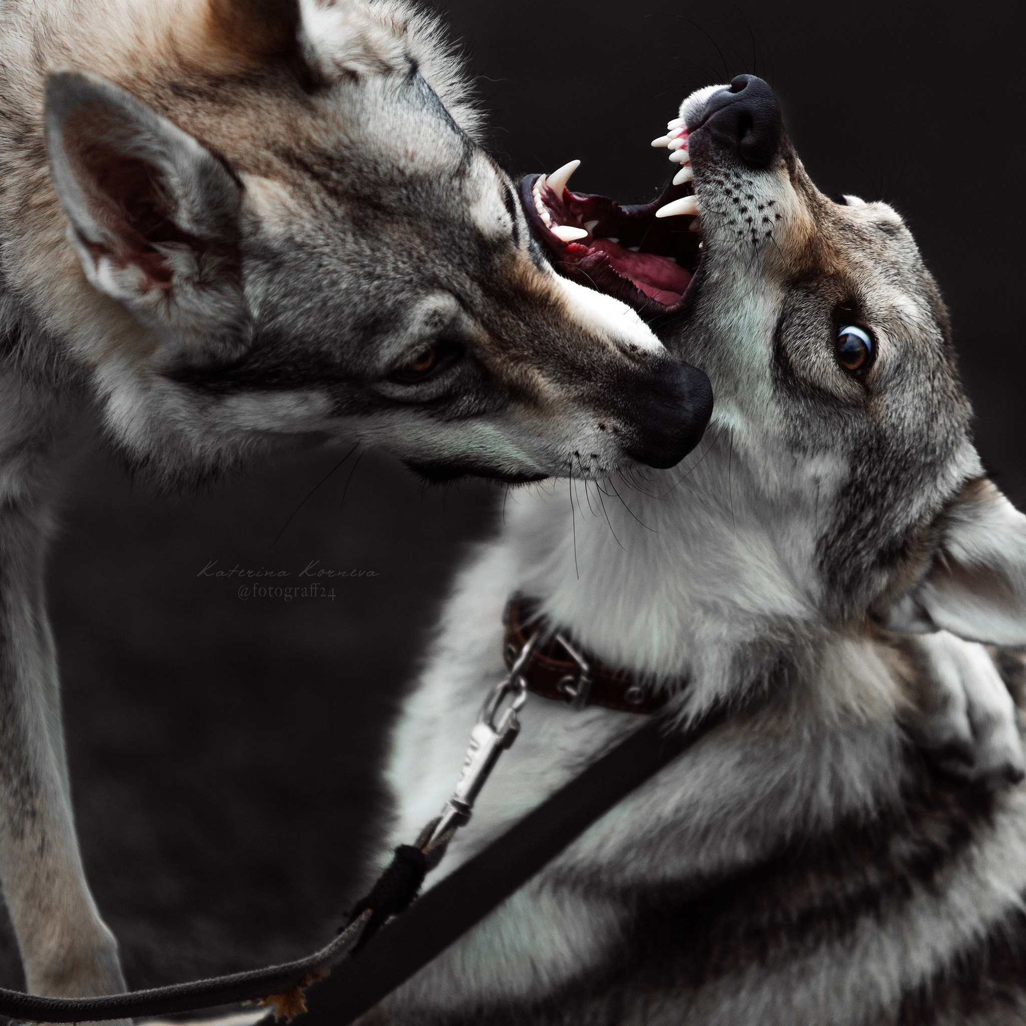 Прайс свадьба. Свадебный фотограф Катерина Корнева Красноярск