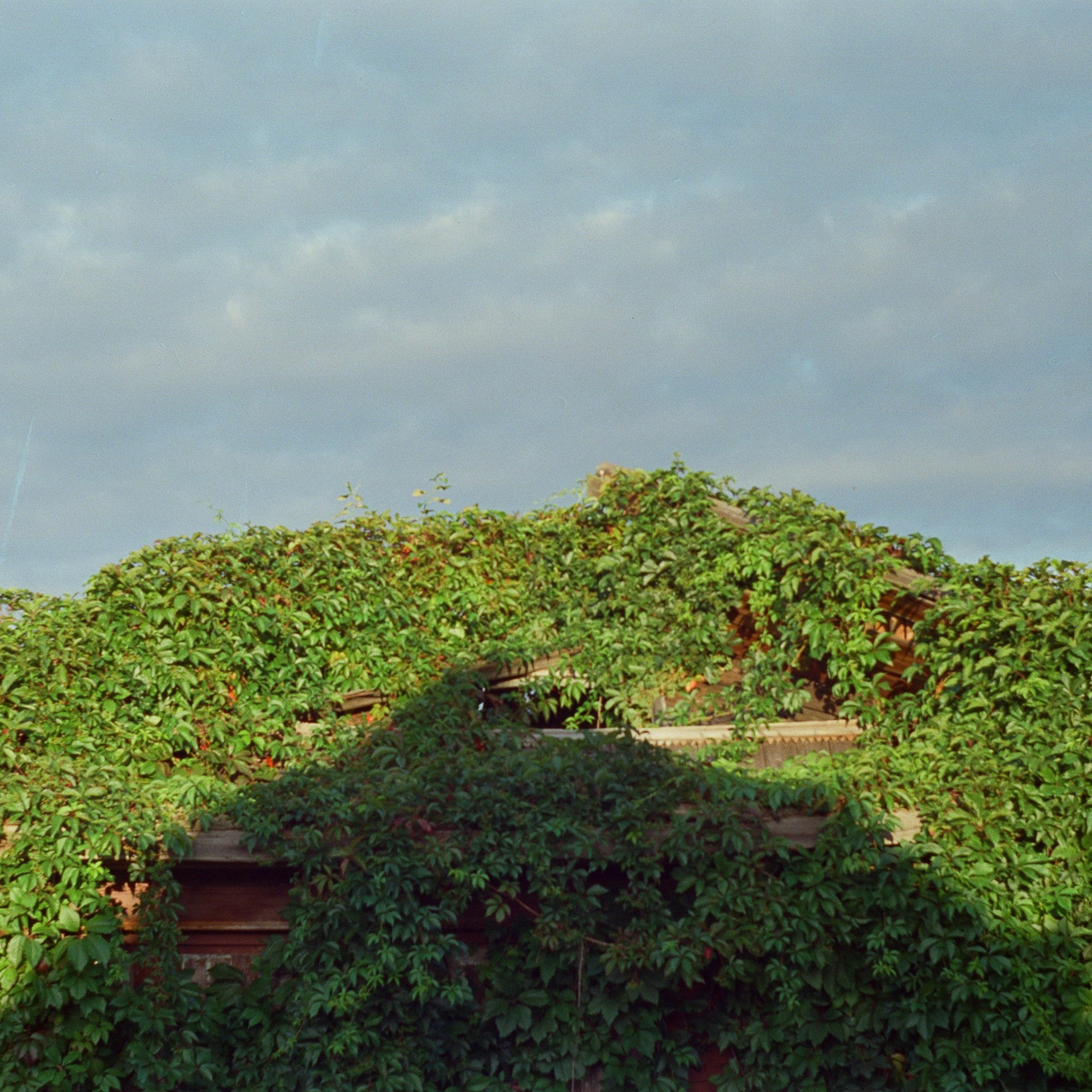 креативная фотография, ландшафт, фотопленка. Аналоговая фотография