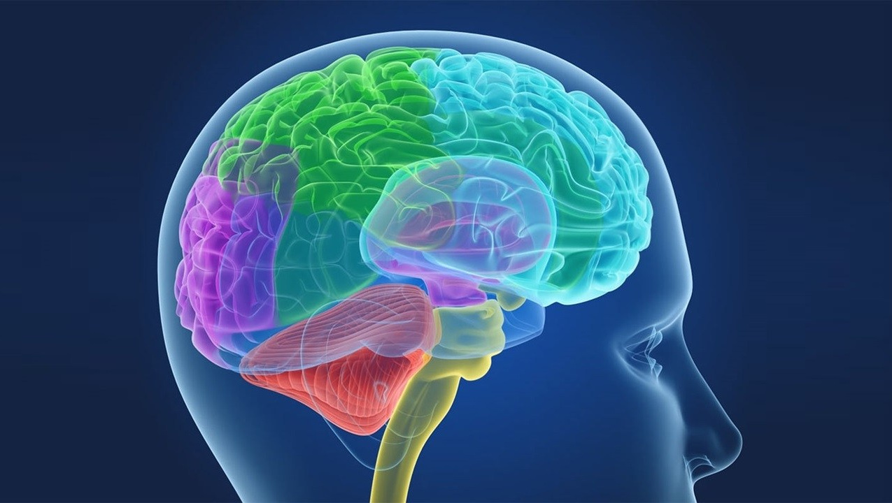 Восстановление и защита функций мозга - какие препараты компании Сово-Сова помогут сберечь или восстановить функции головного мозга