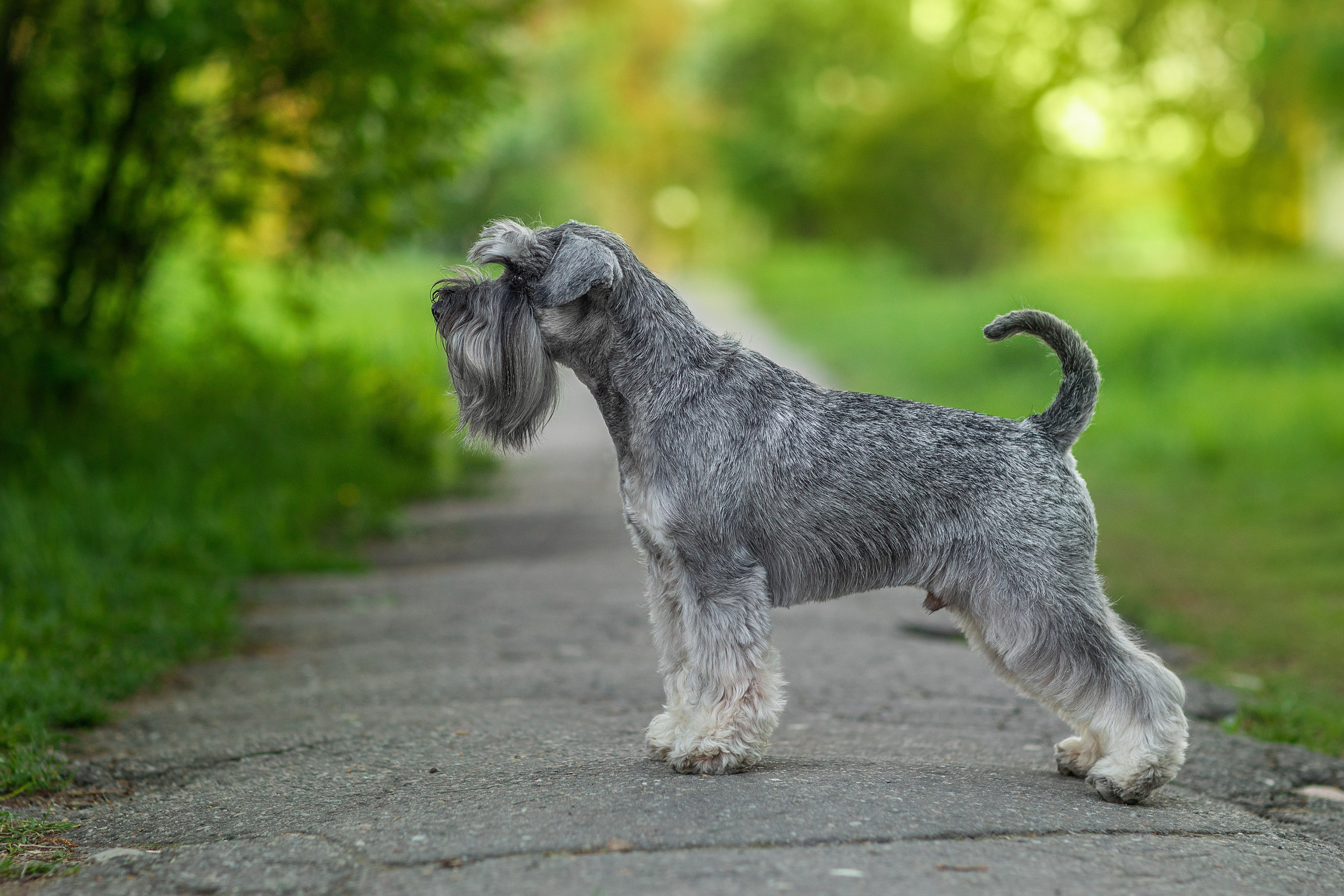 Для клиентов. Фотограф для Вашей собаки