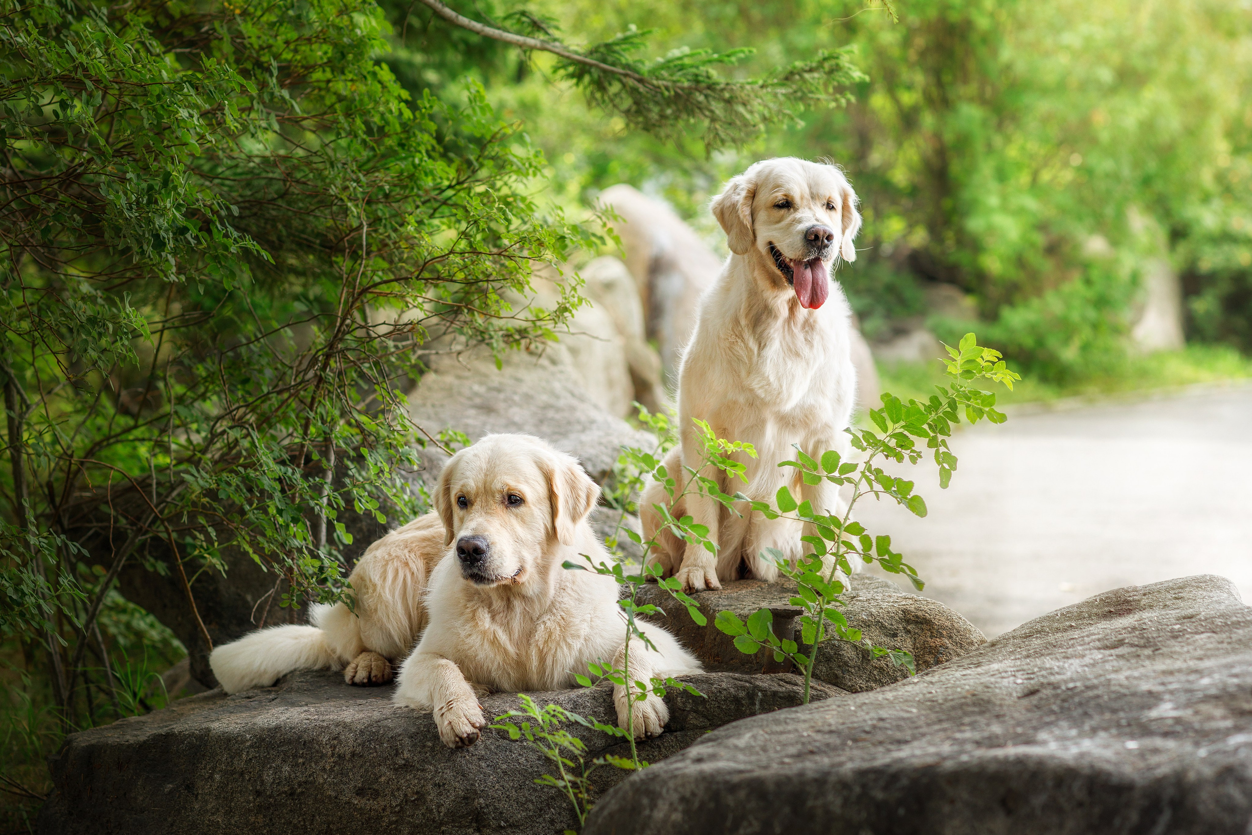 Для клиентов. Фотограф для Вашей собаки