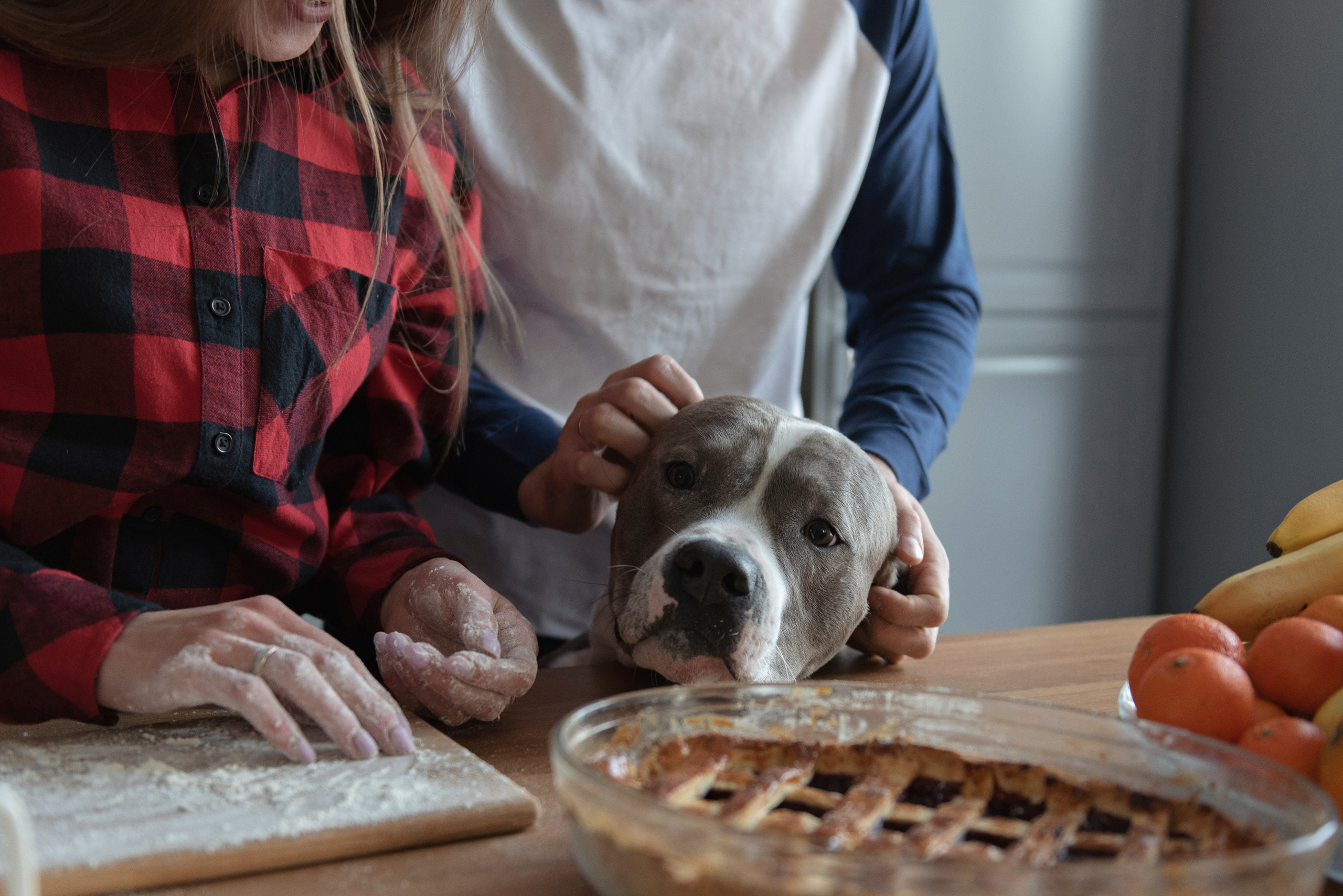 Портфолио. Фотограф анималист в Казани Алина Сулейманова. Фотограф животных